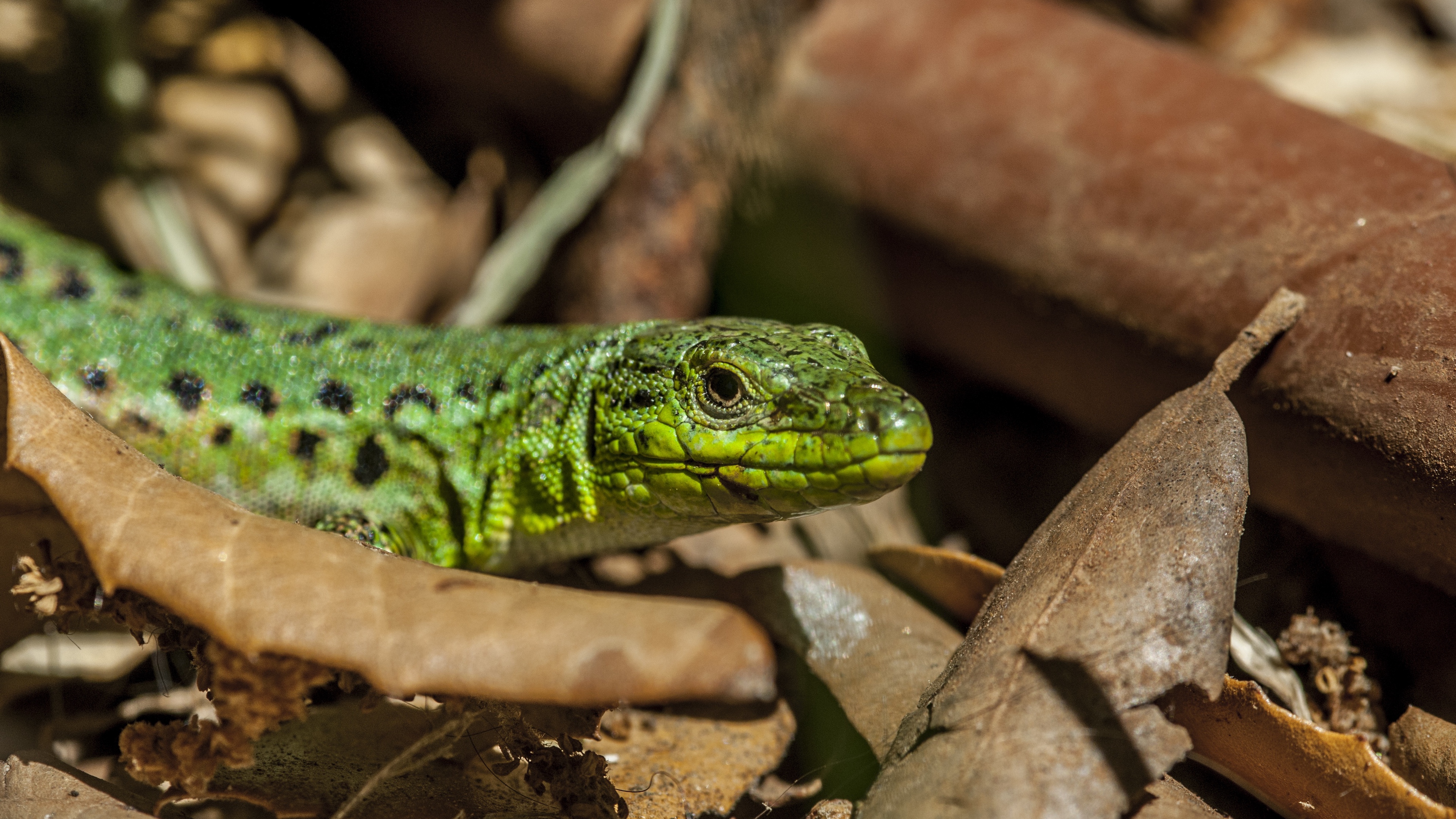 lizard leaves reptile 4k 1542242997