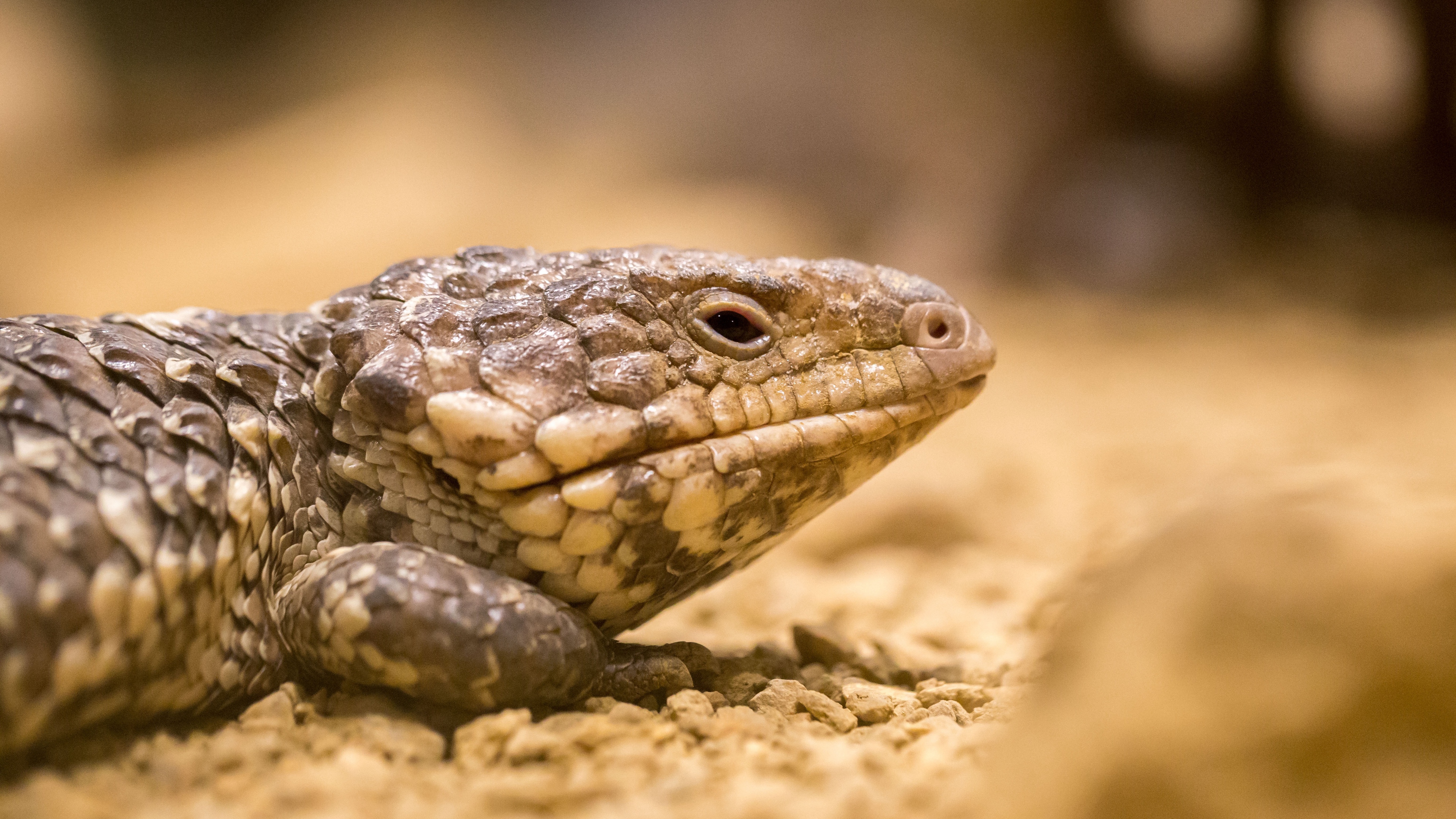 lizard reptile color close up 4k 1542242942