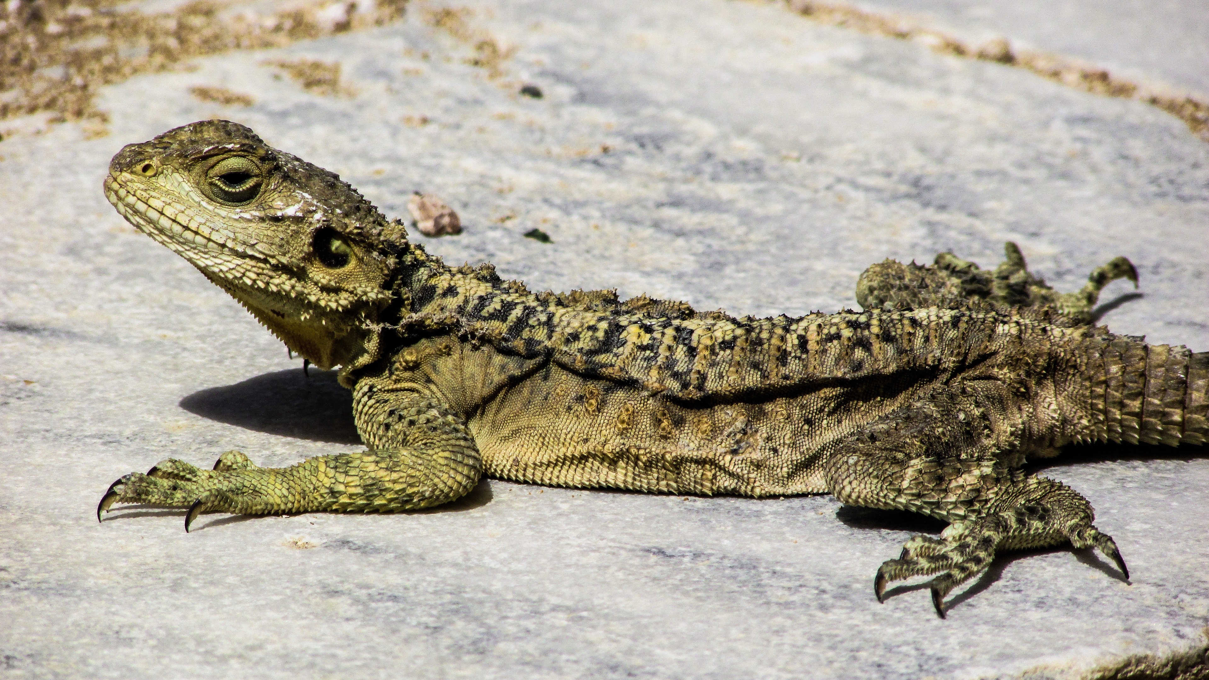 lizard reptile cyprus 4k 1542242921