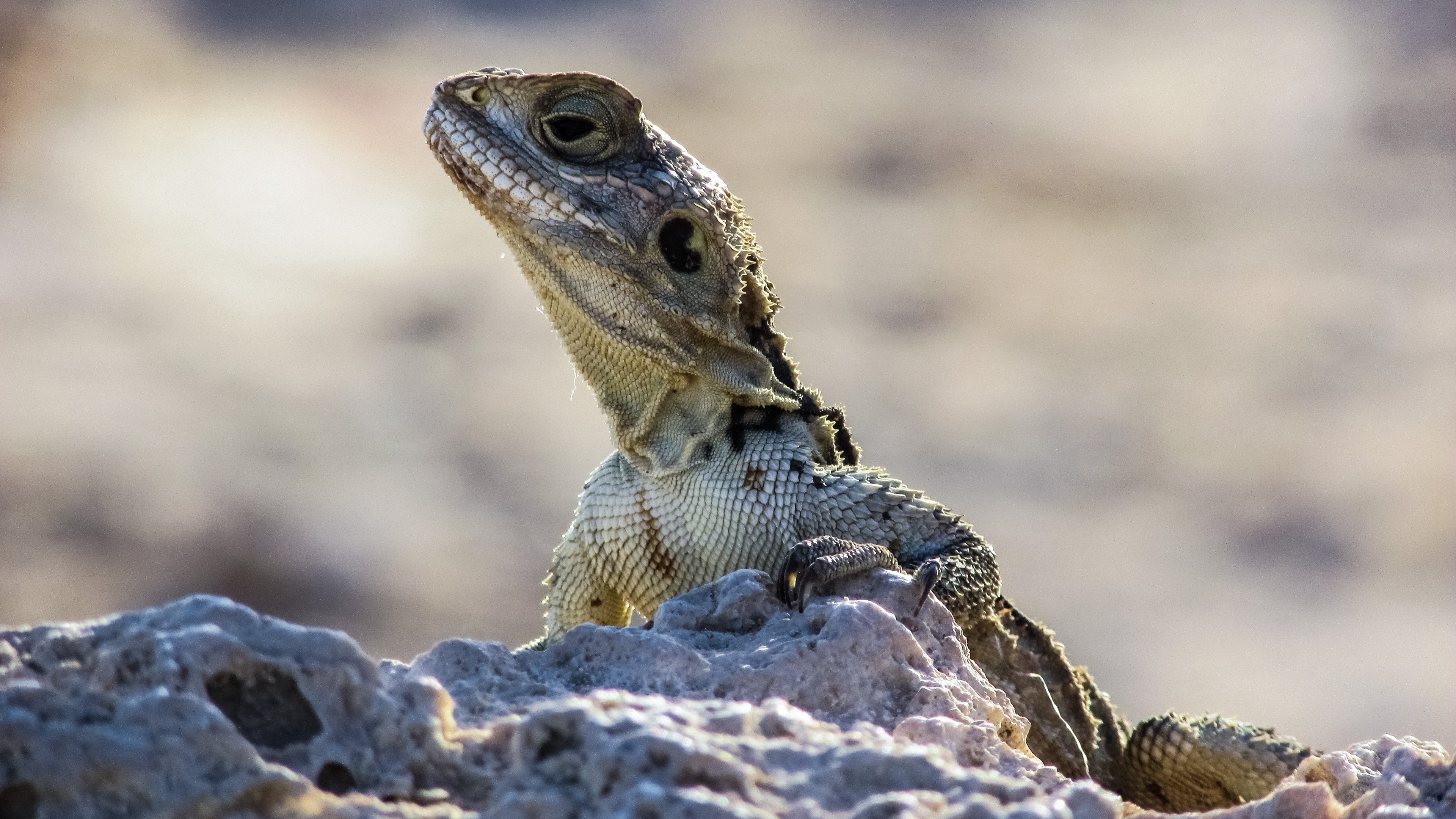 lizard reptile head stones 4k 1542242726