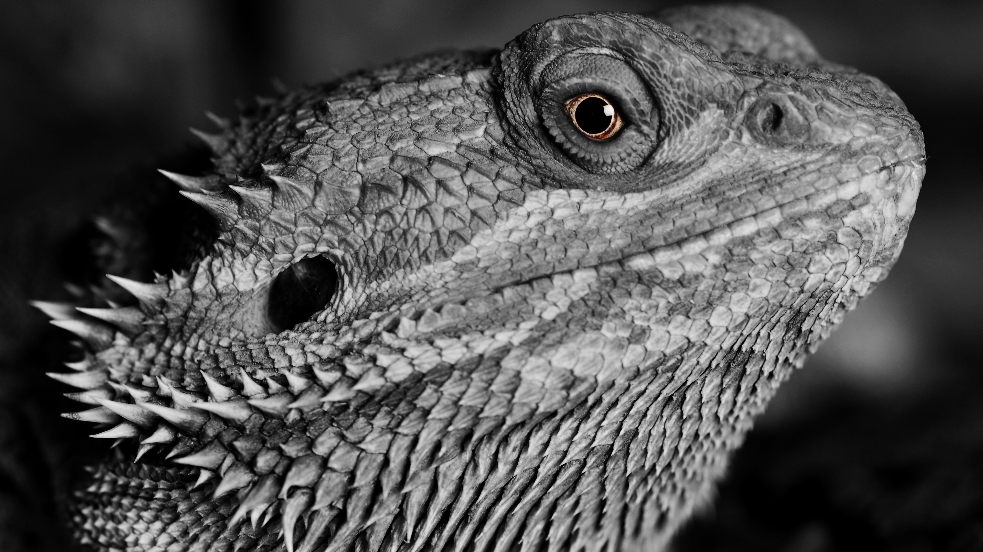 lizard reptile monochrome 4k 1542238404