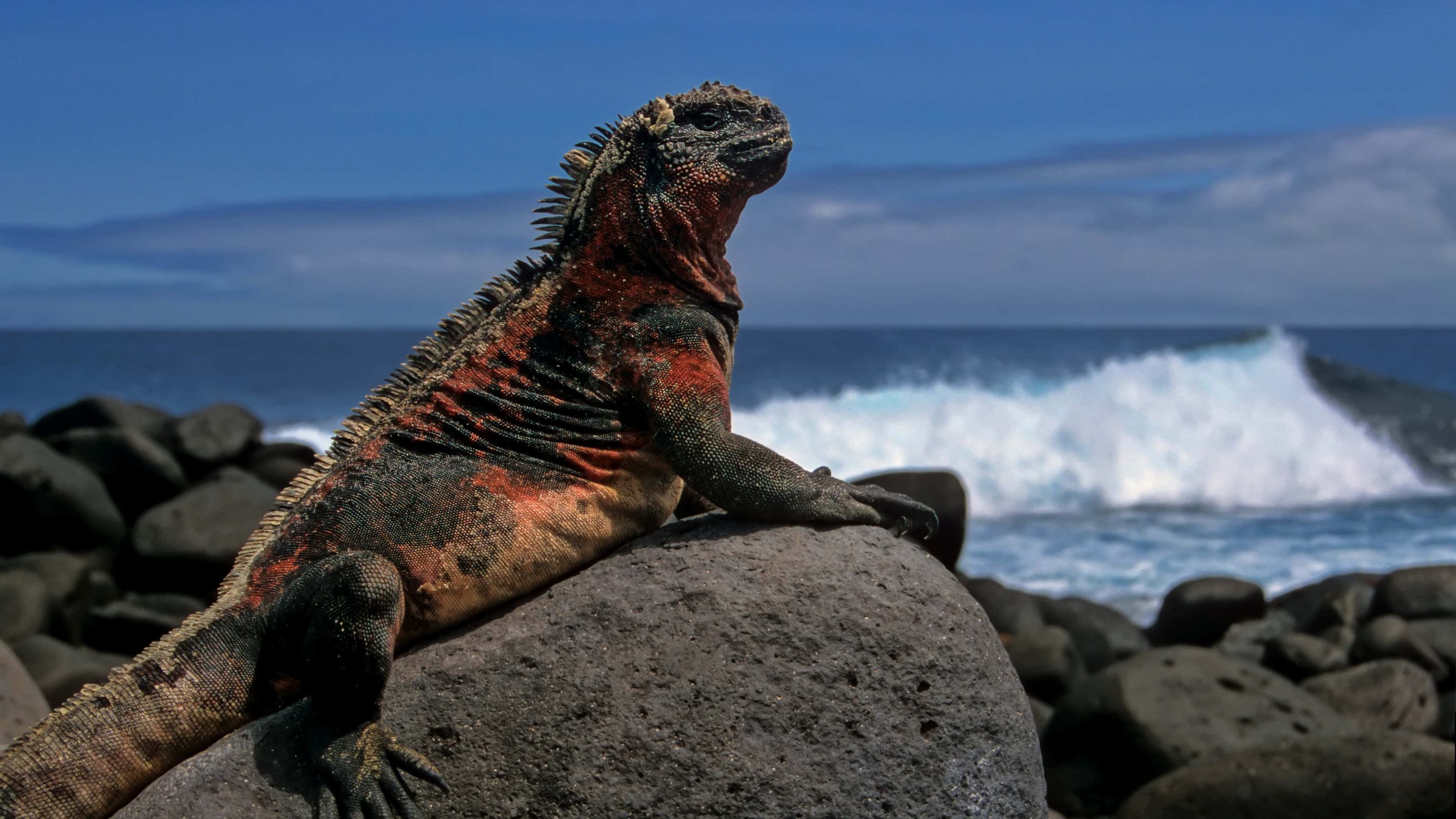 lizard rock sea 4k 1542242898