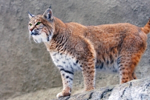 lynx big cat 4k 1542238174