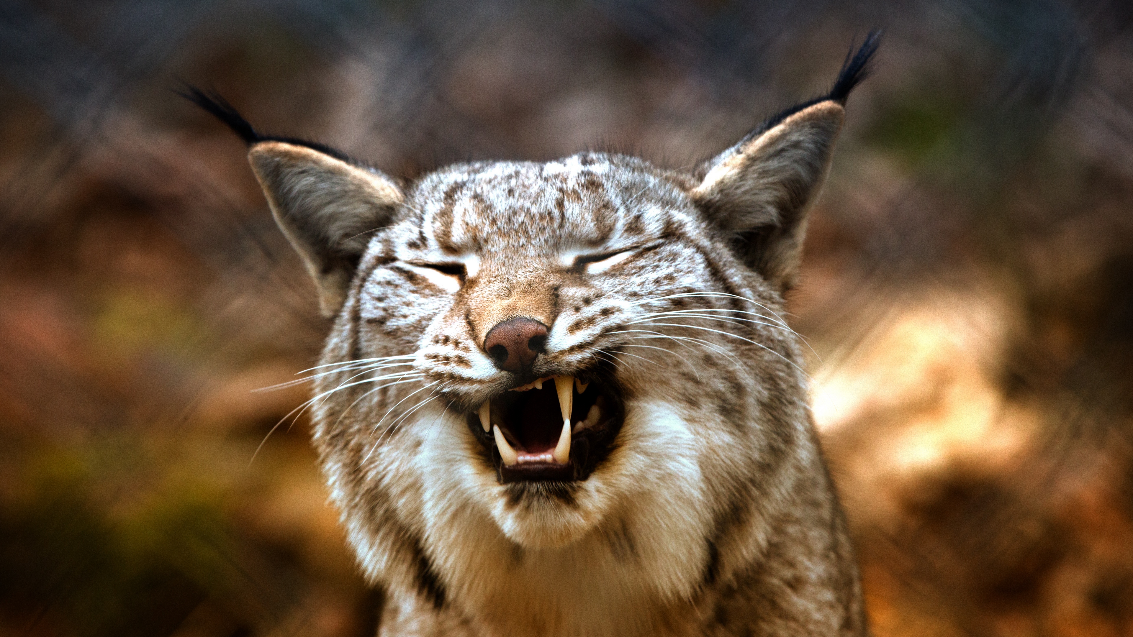 lynx predator grin 4k 1542242498