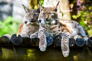 lynx predator large cat 4k 1542242775