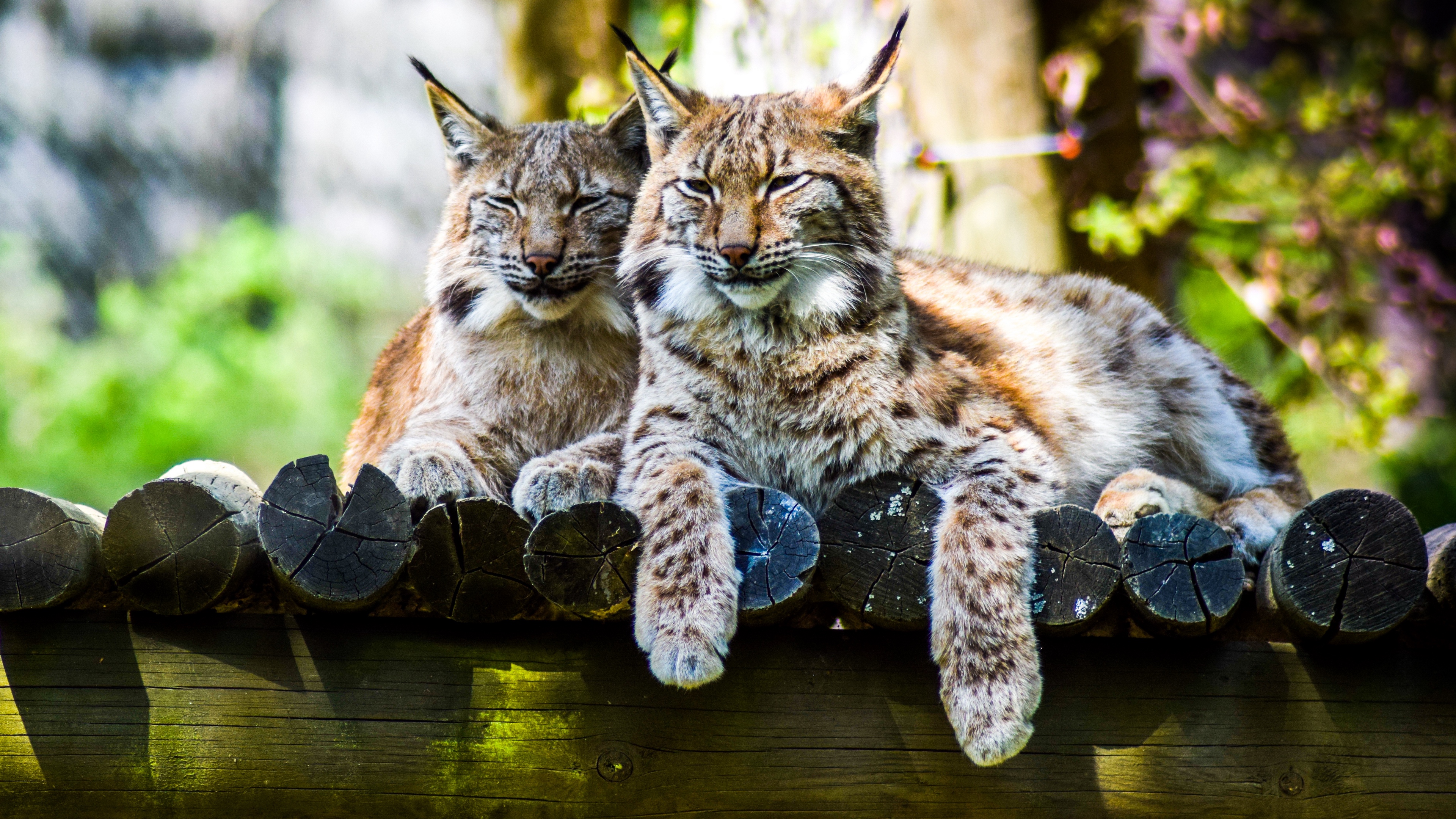 lynx predator large cat 4k 1542242775