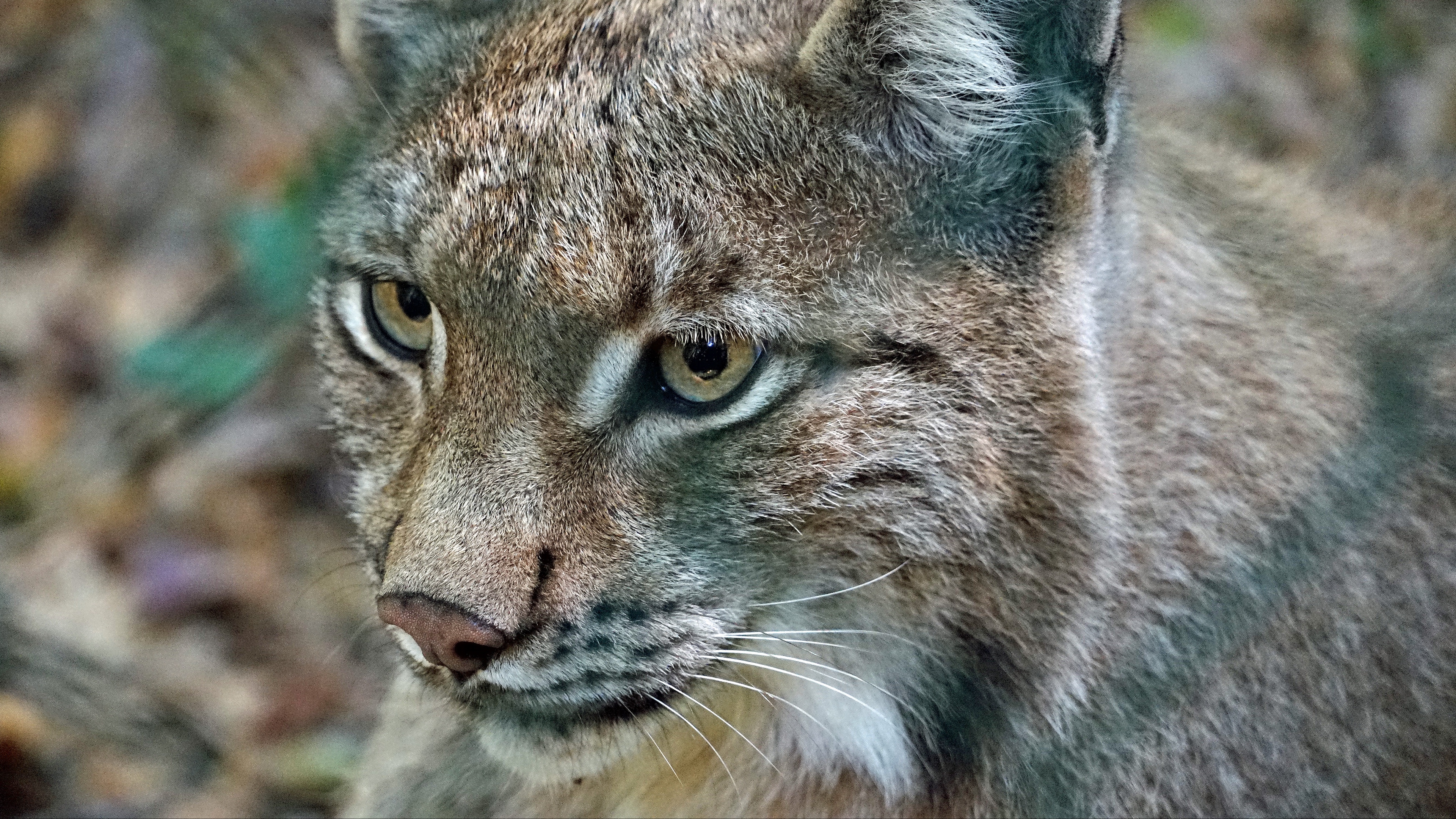 lynx predator wild cat 4k 1542241359