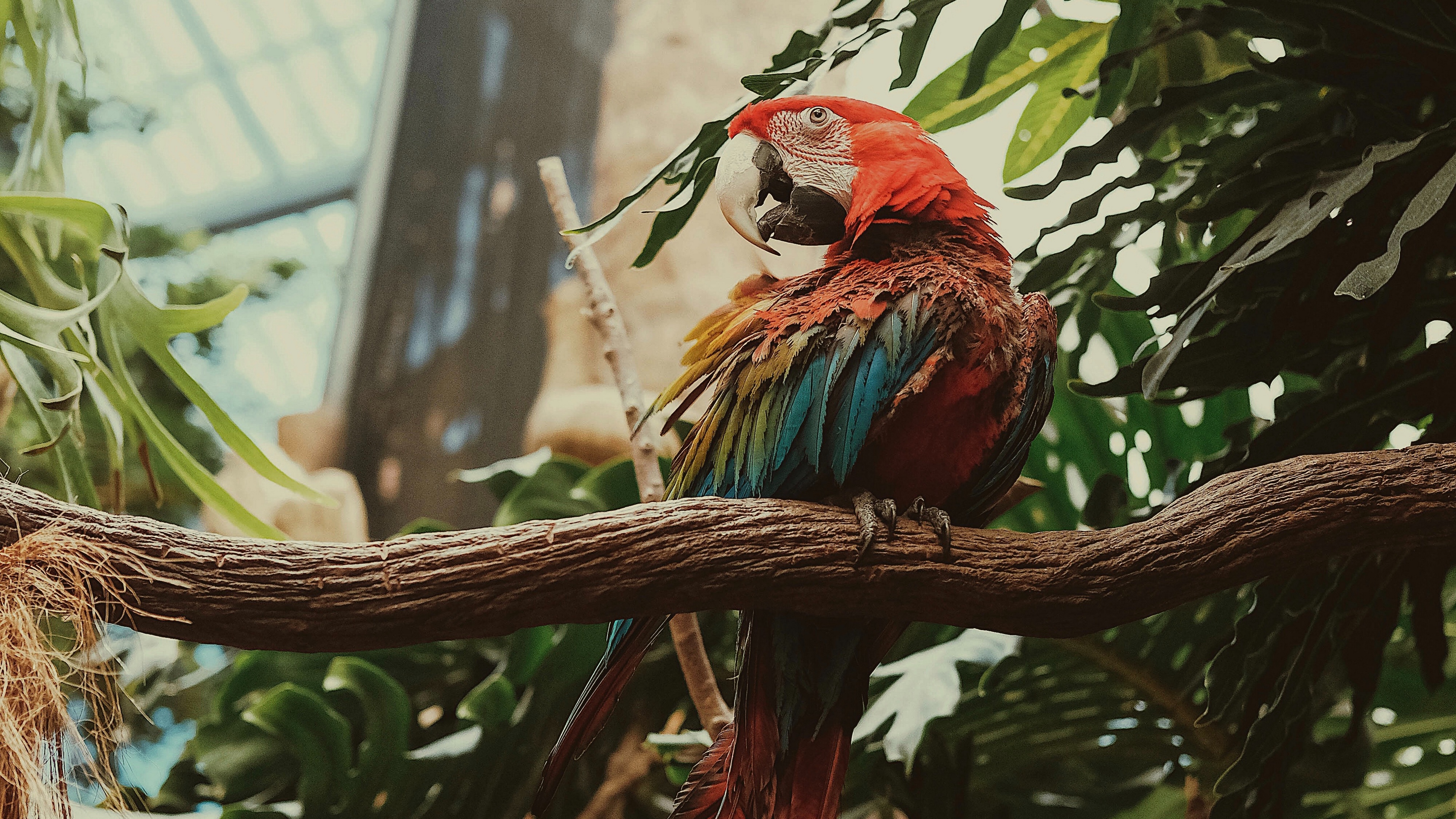 macaw parrot bird colorful 4k 1542241448