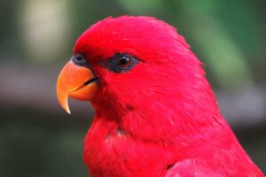 macaw parrot red bright 4k 1542241490