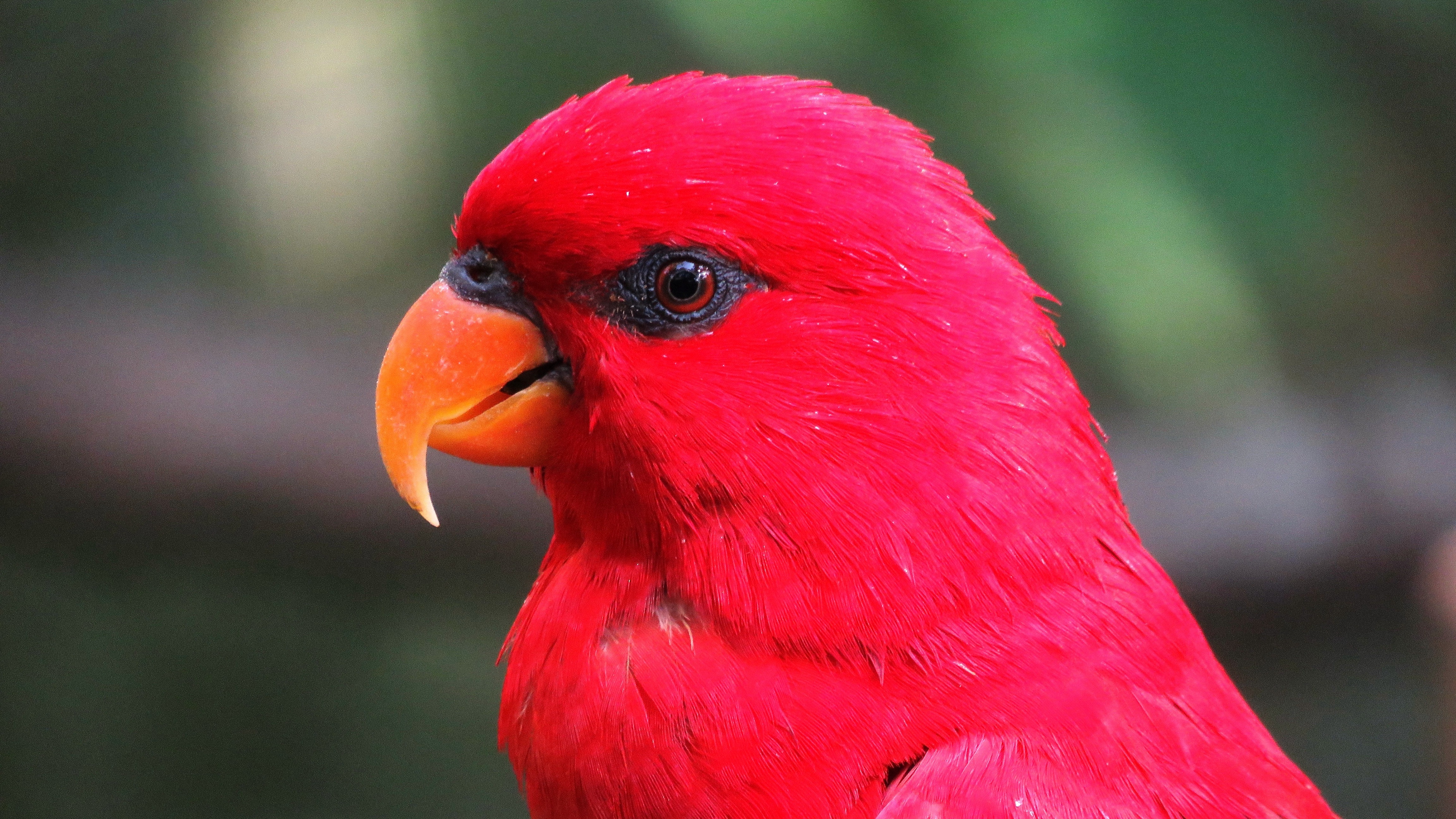 macaw parrot red bright 4k 1542241490