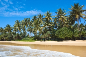 maldives tropical beach palm trees 4k 1541114219