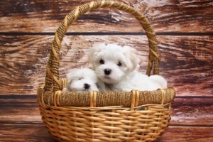 maltese dog breed 4k 1542238066