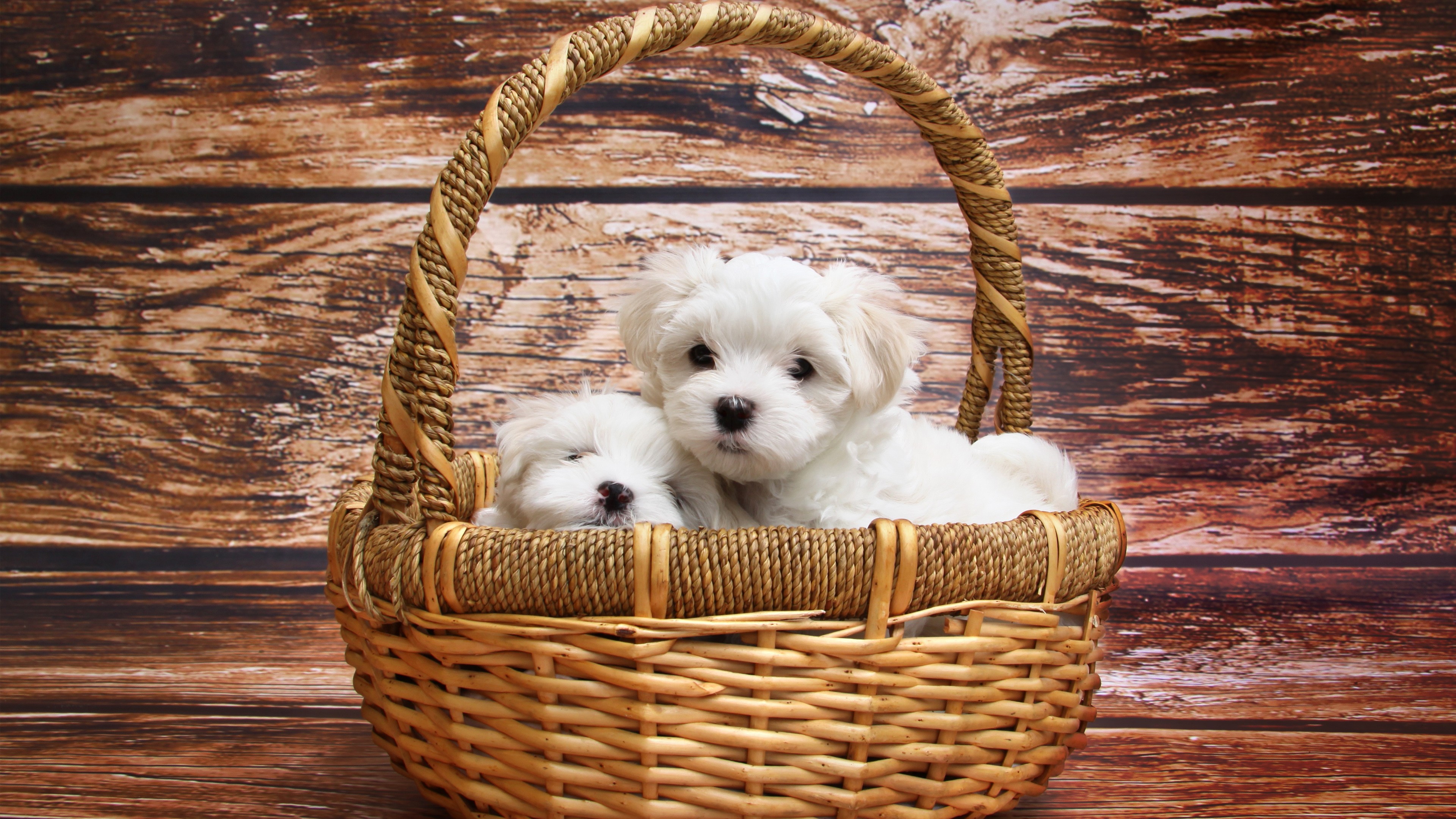 maltese dog breed 4k 1542238066