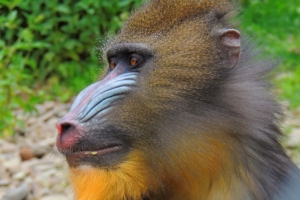 mandrill monkey muzzle fur 4k 1542242937