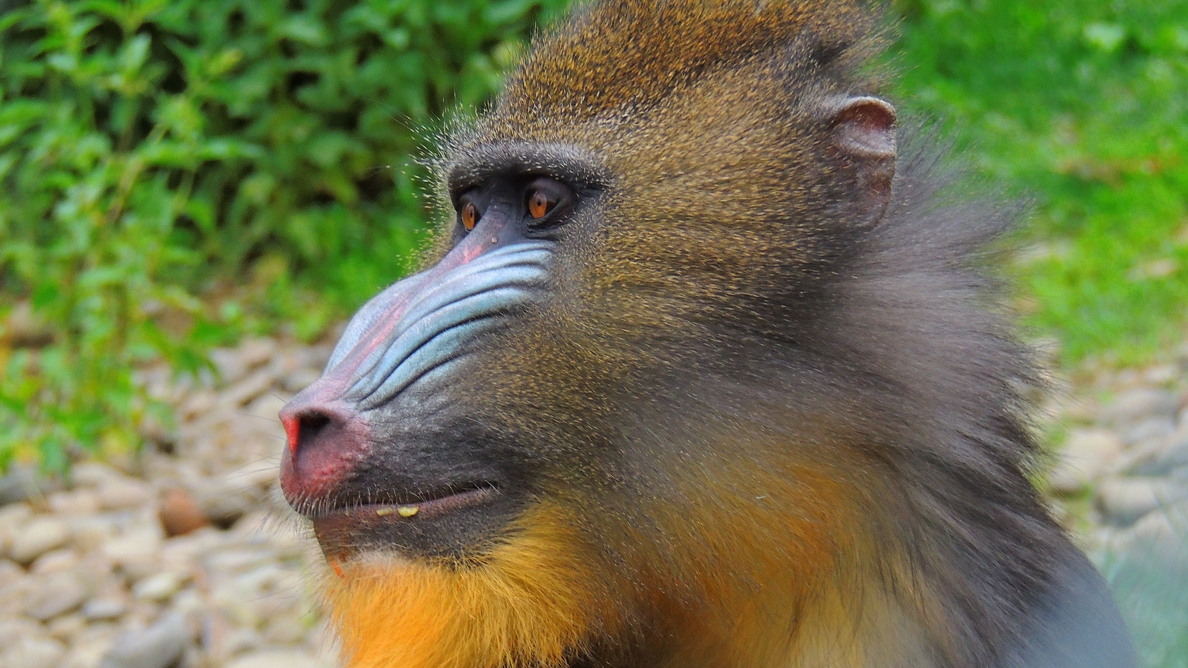 mandrill monkey muzzle fur 4k 1542242937