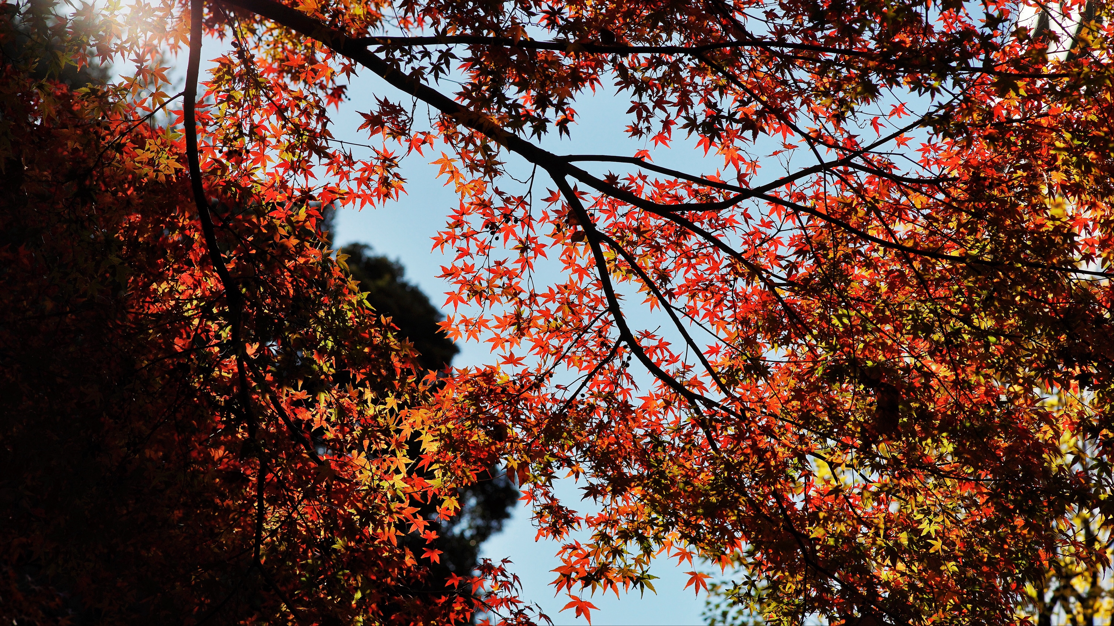 maple autumn trees branches 4k 1541117254