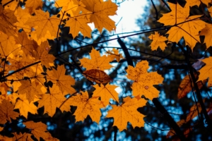 maple leaves autumn branches 4k 1541117456