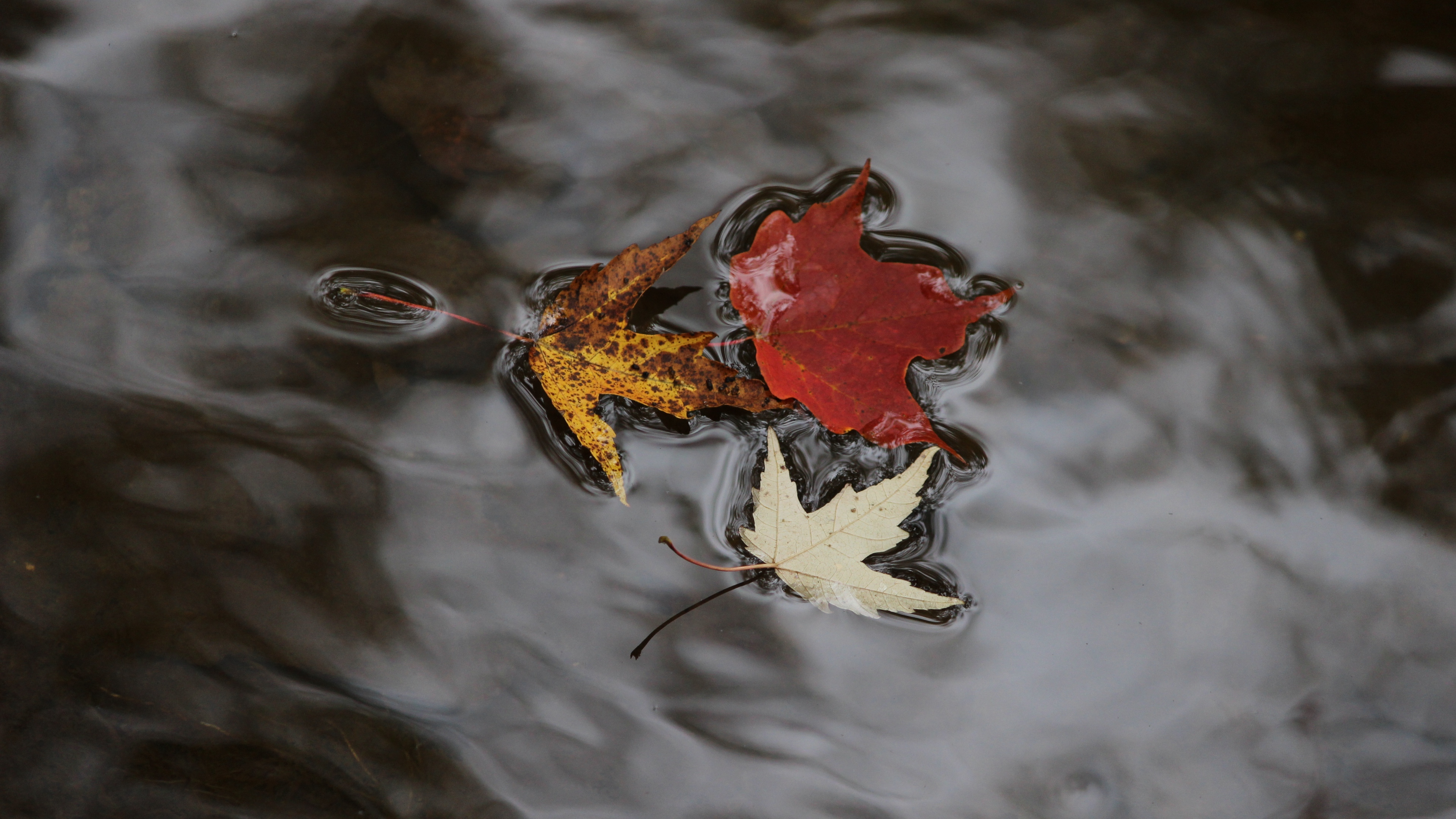 maple leaves autumn water fallen 4k 1541115473