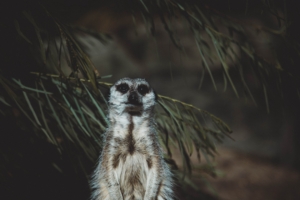 meerkat animal standing funny 4k 1542241492