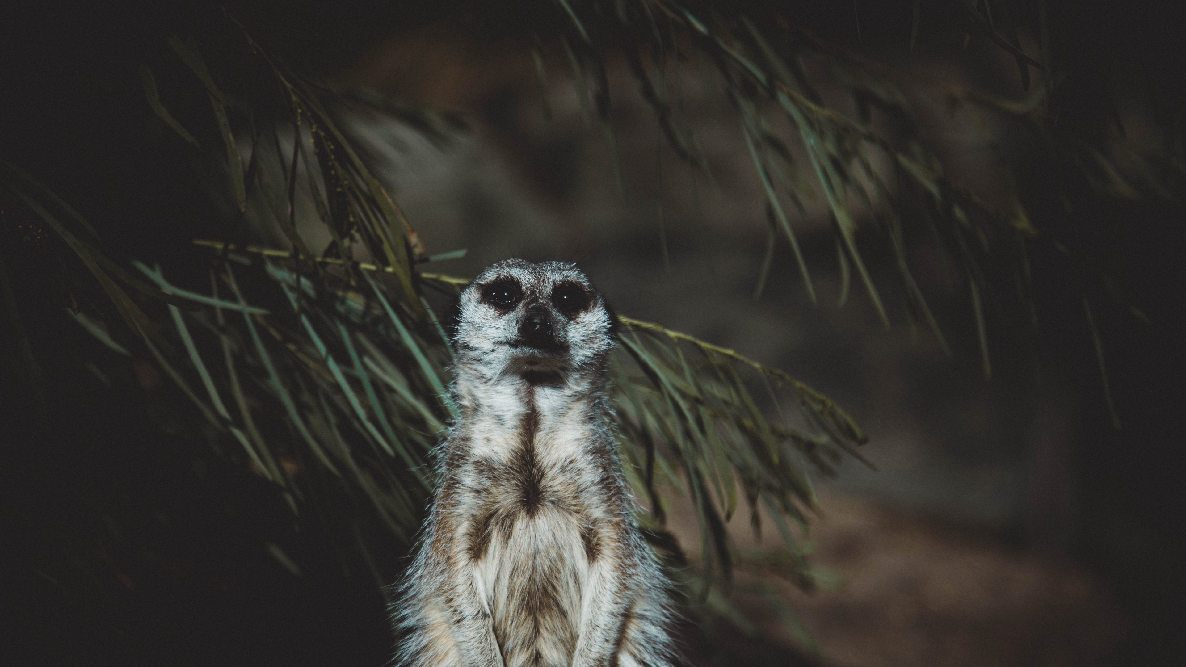 meerkat animal standing funny 4k 1542241492