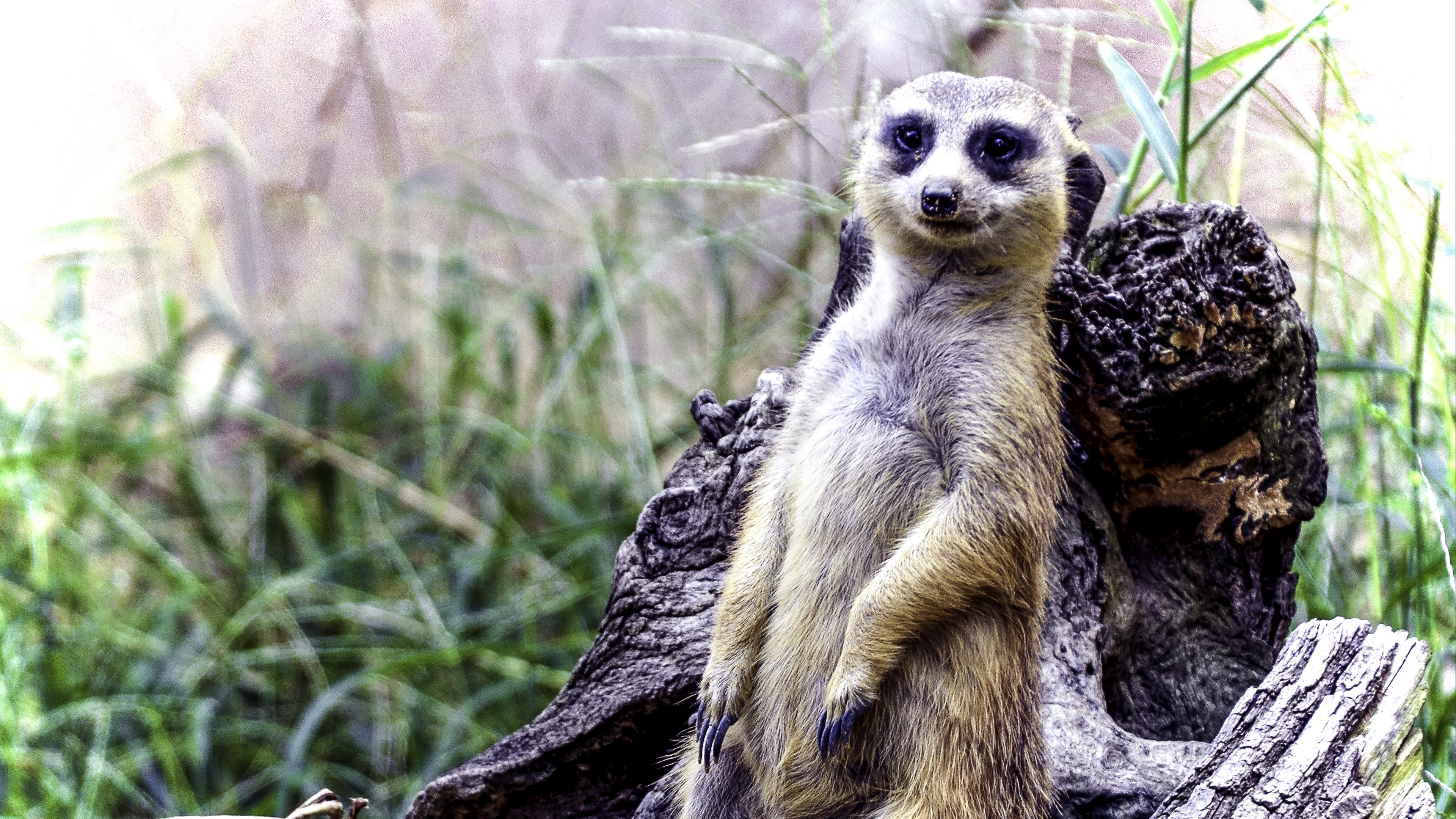 meerkat posing funny cute 4k 1542242085