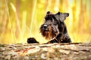 miniature schnauzer schnauzer dog muzzle 4k 1542242750