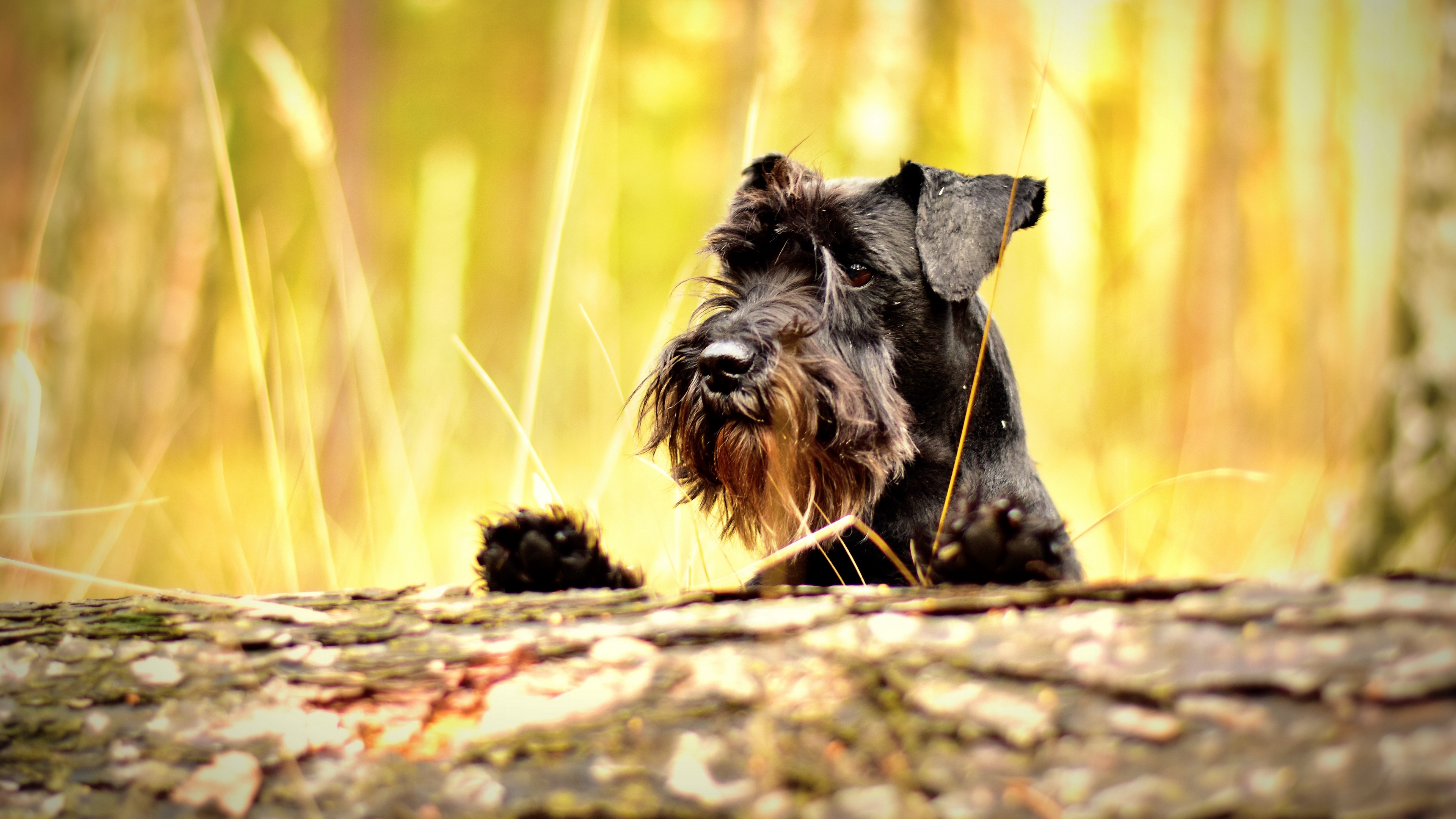 miniature schnauzer schnauzer dog muzzle 4k 1542242750