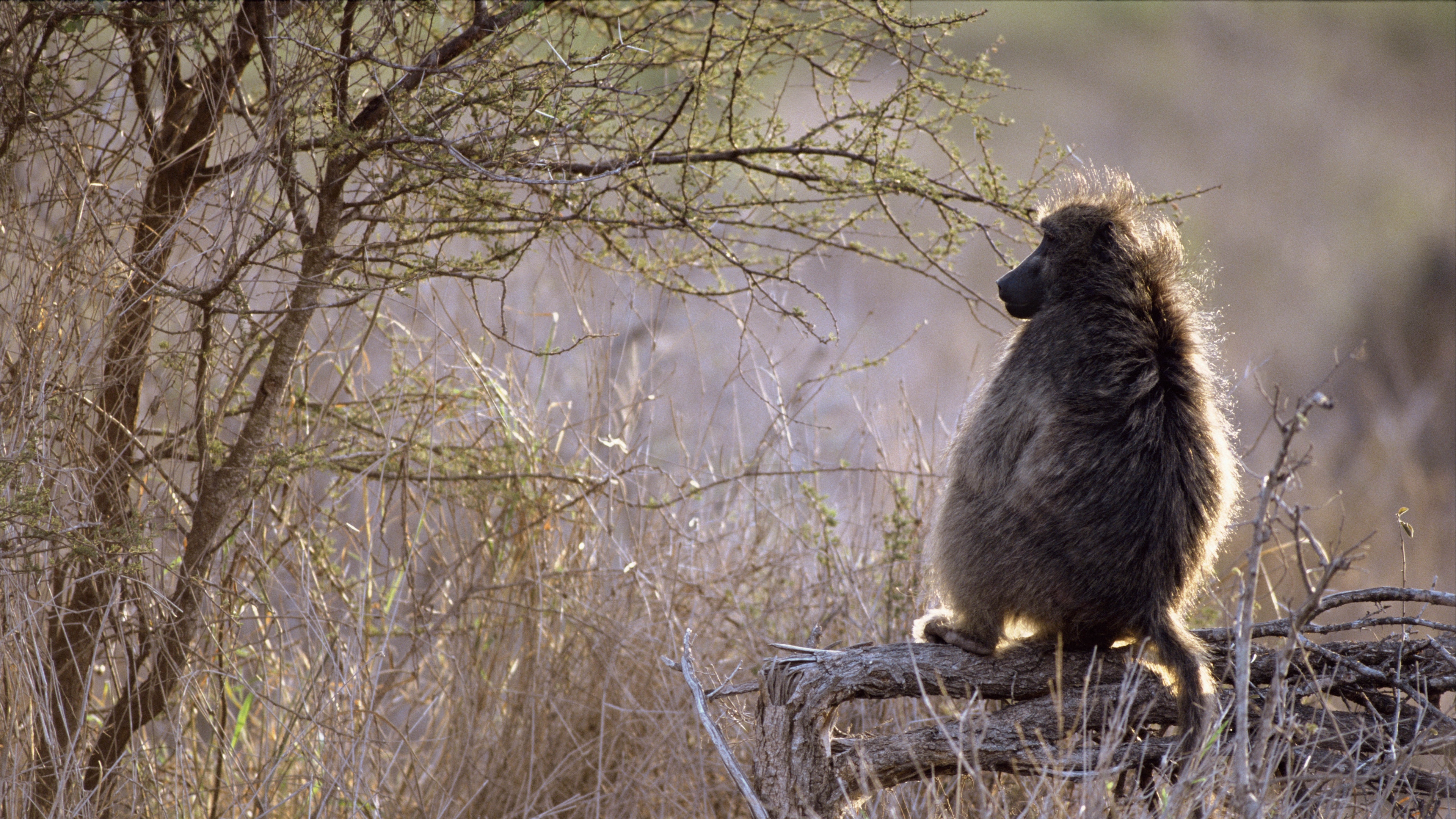 monkey branch africa 4k 1542242401