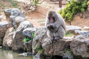 monkey japan stones 4k 1542242855