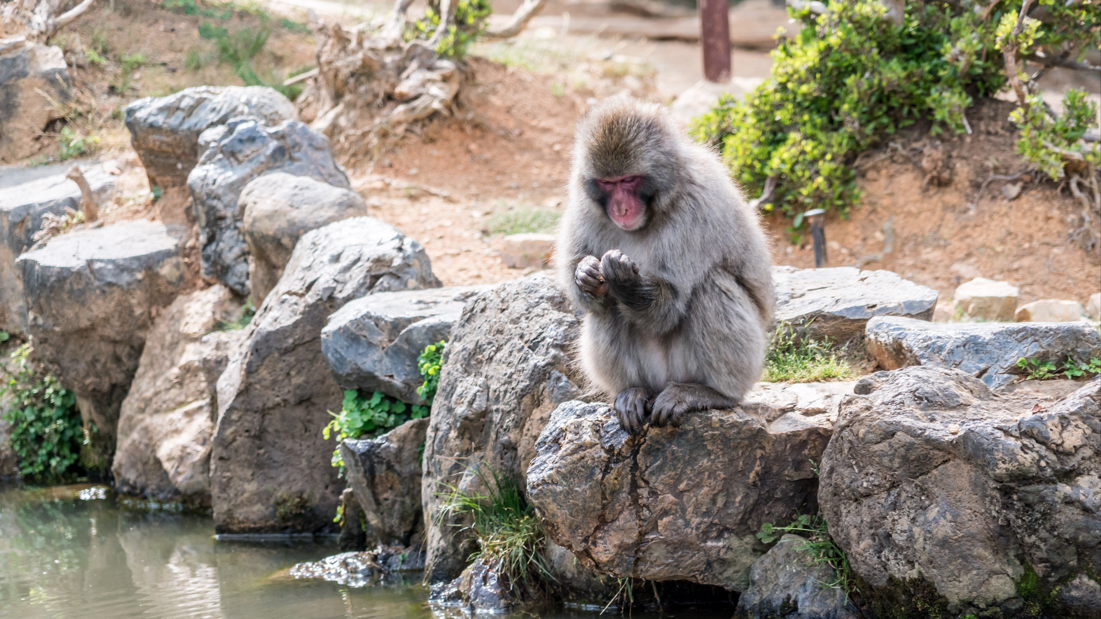 monkey japan stones 4k 1542242855