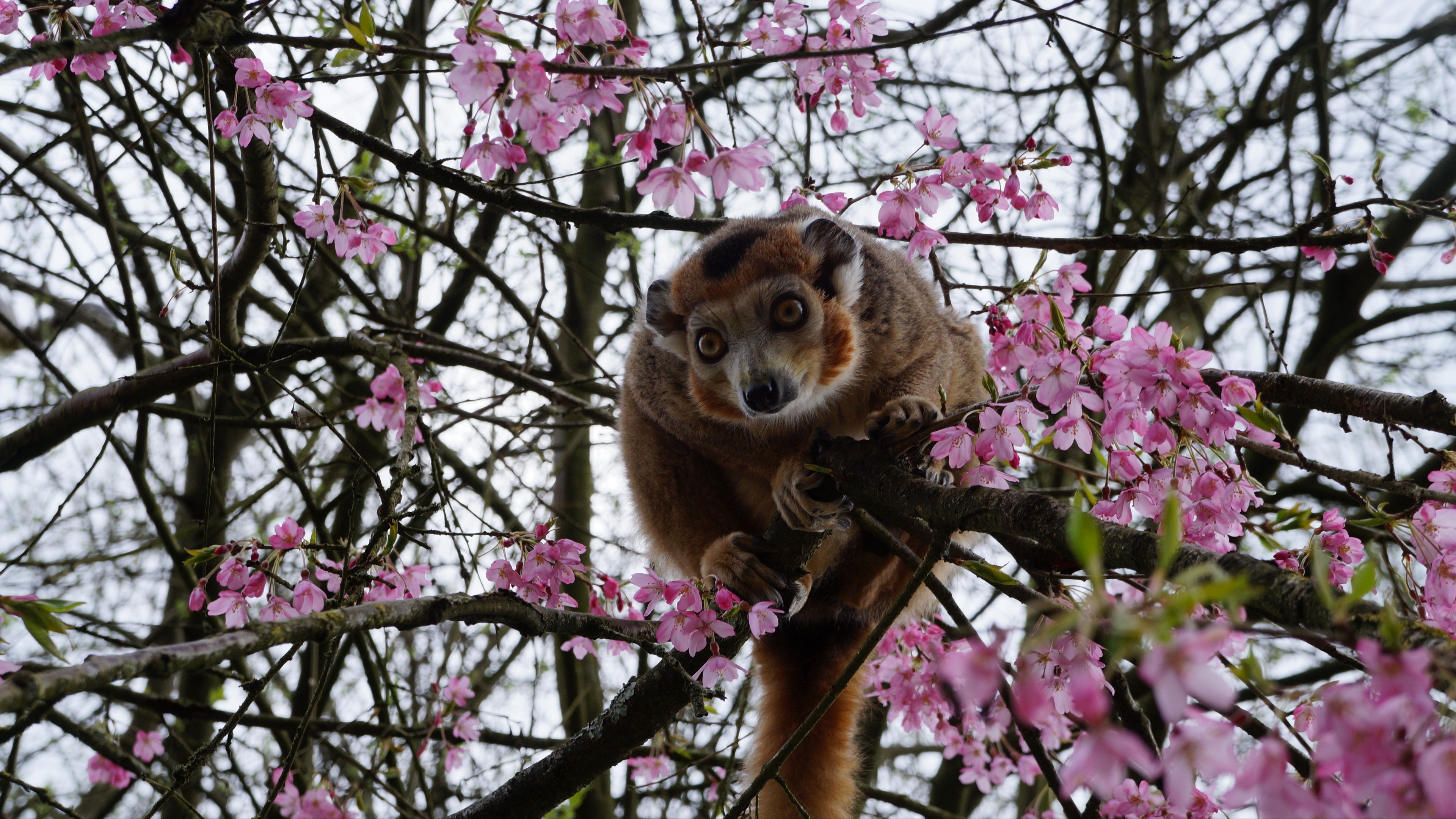 monkey tree zoo 4k 1542242955