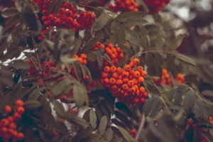 mountain ash berries autumn branches 4k 1541116965