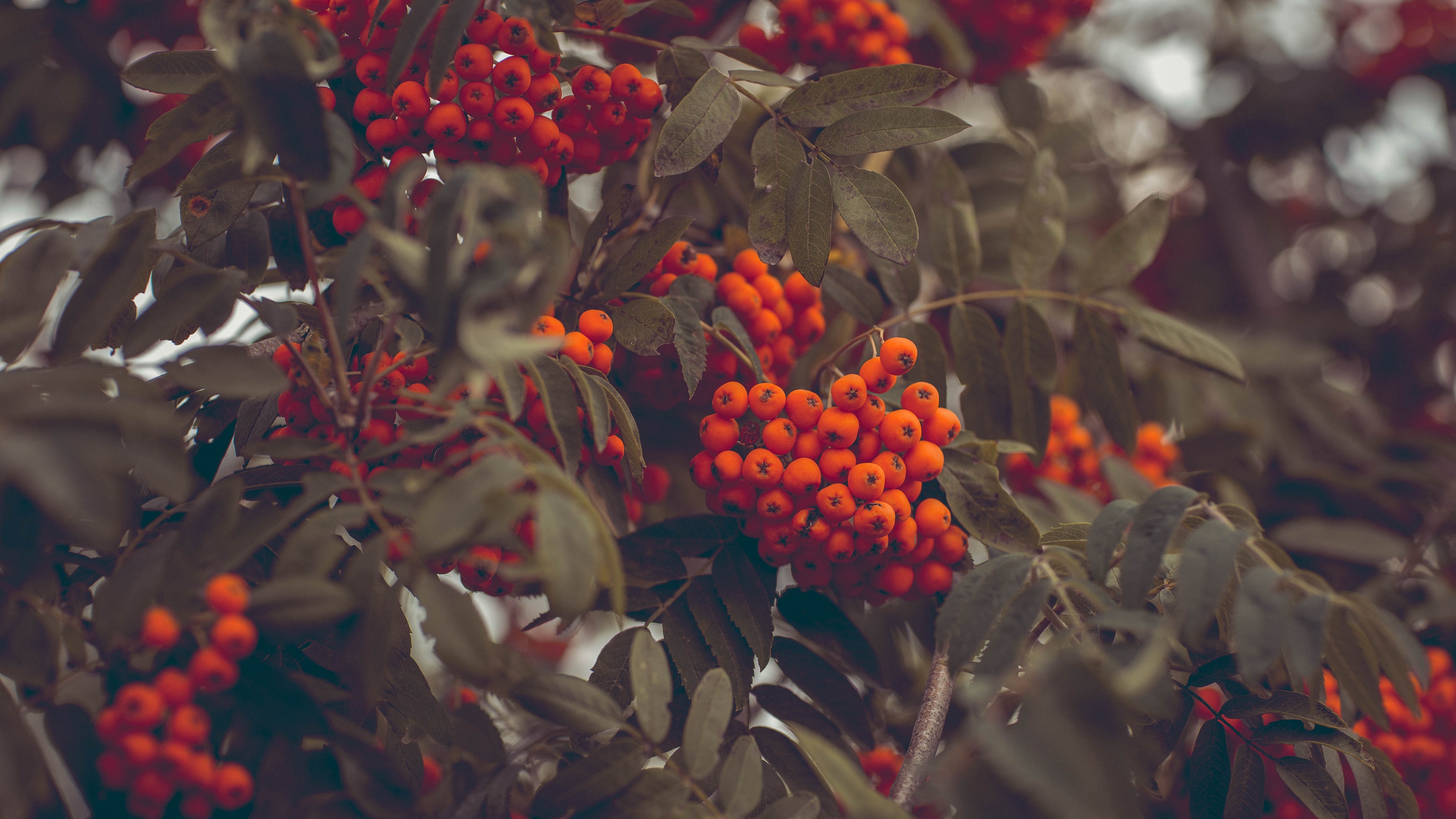 mountain ash berries autumn branches 4k 1541116965