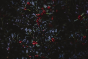 mountain ash berries branches tree bush autumn 4k 1541113509