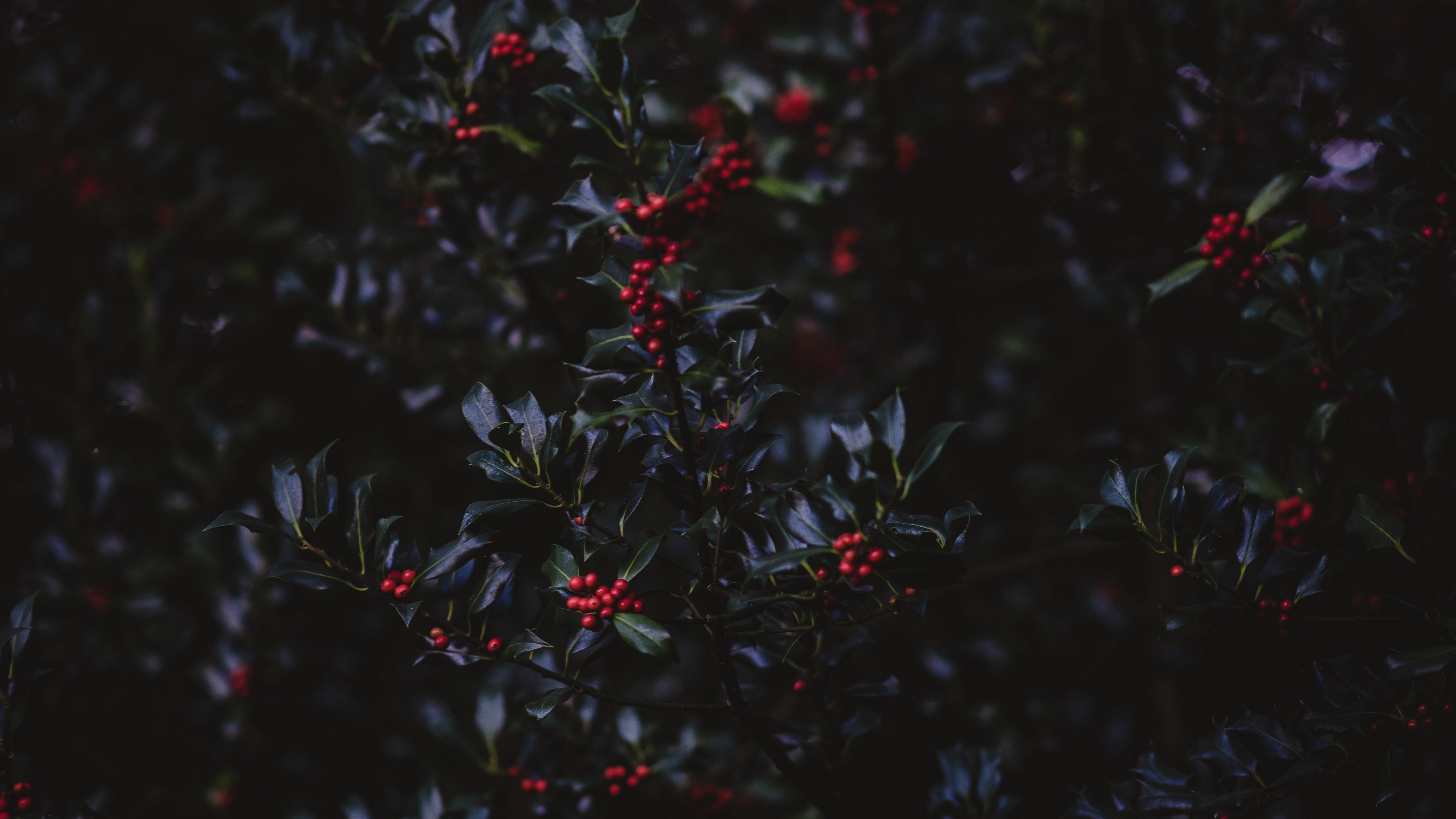 mountain ash berries branches tree bush autumn 4k 1541113509