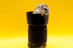 mouse lens climb rodent 4k 1542242162