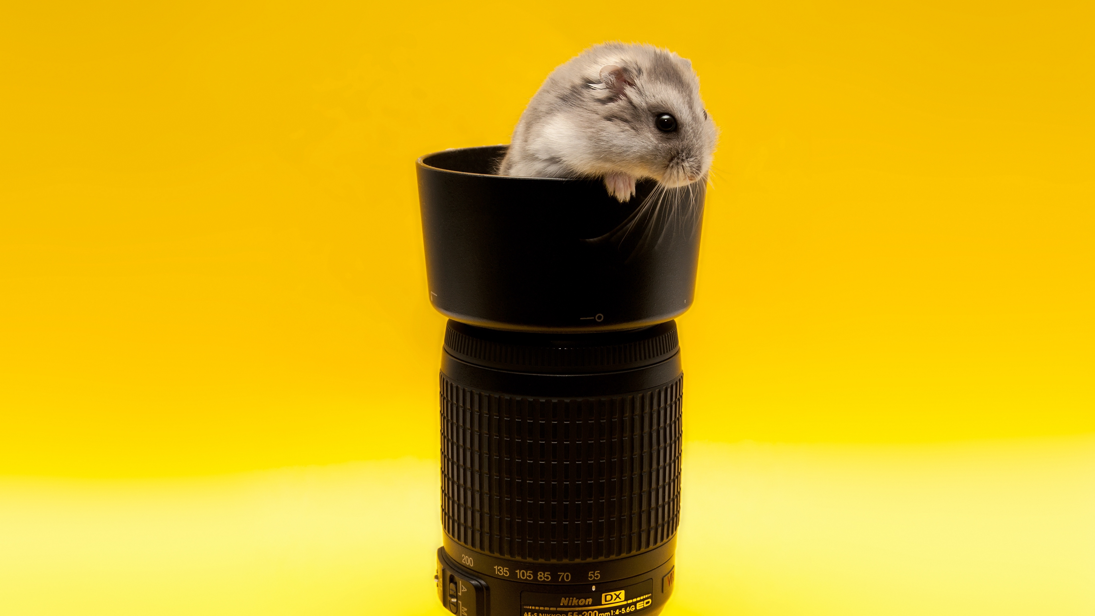 mouse lens climb rodent 4k 1542242162