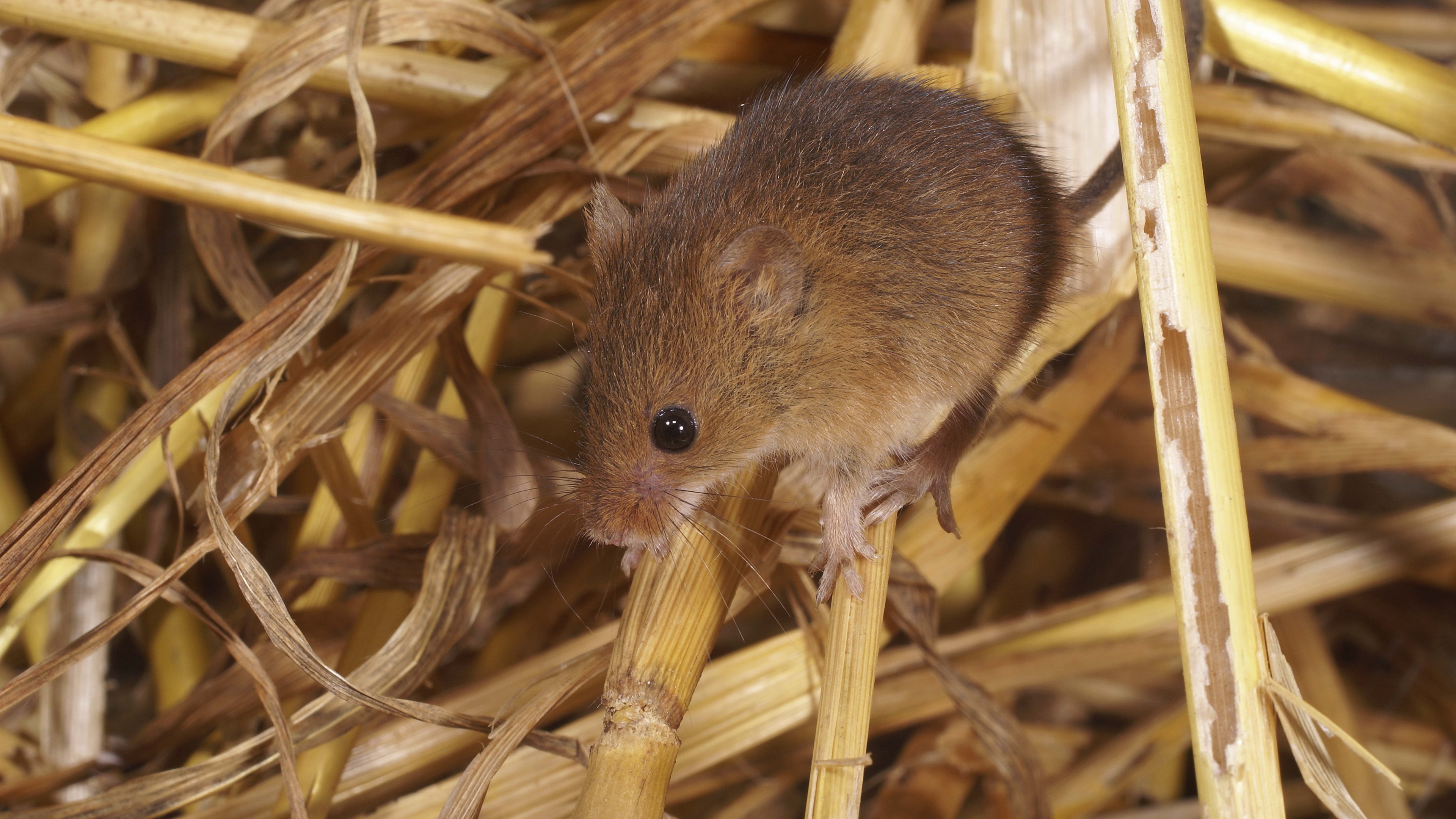 mouse mammal rodent 4k 1542241641