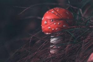 mushroom fly agaric grass blur 4k 1541113523