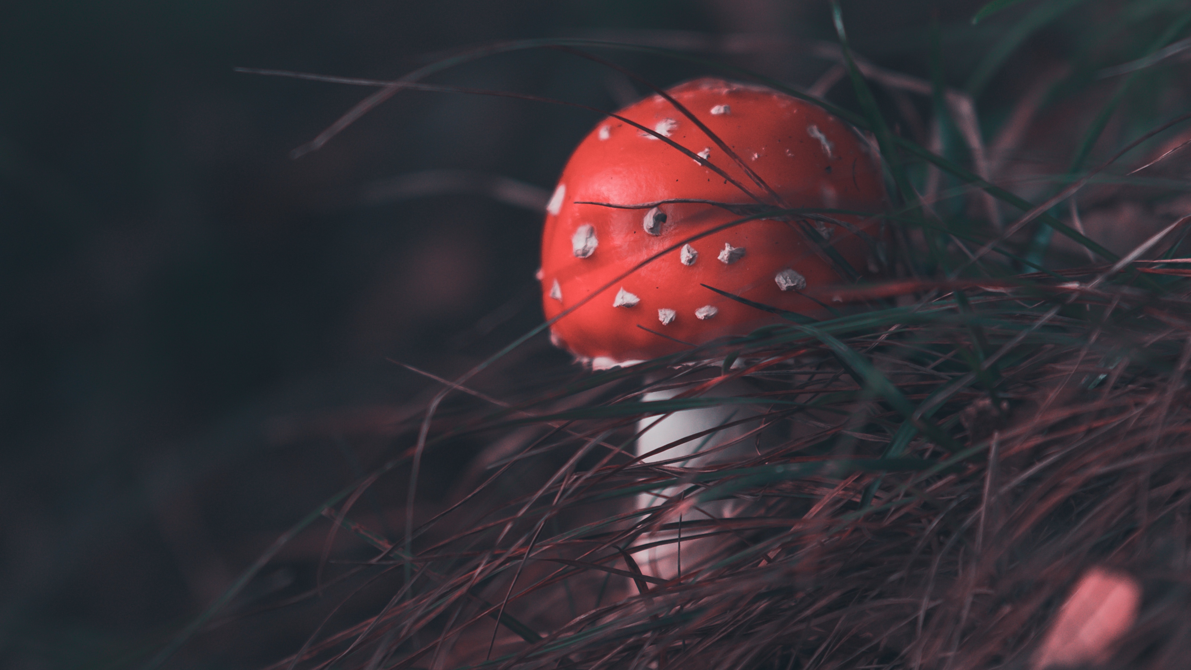 mushroom fly agaric grass blur 4k 1541113523