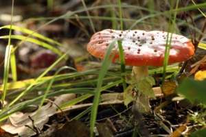 mushroom fly agaric poisonous grass 4k 1541116286