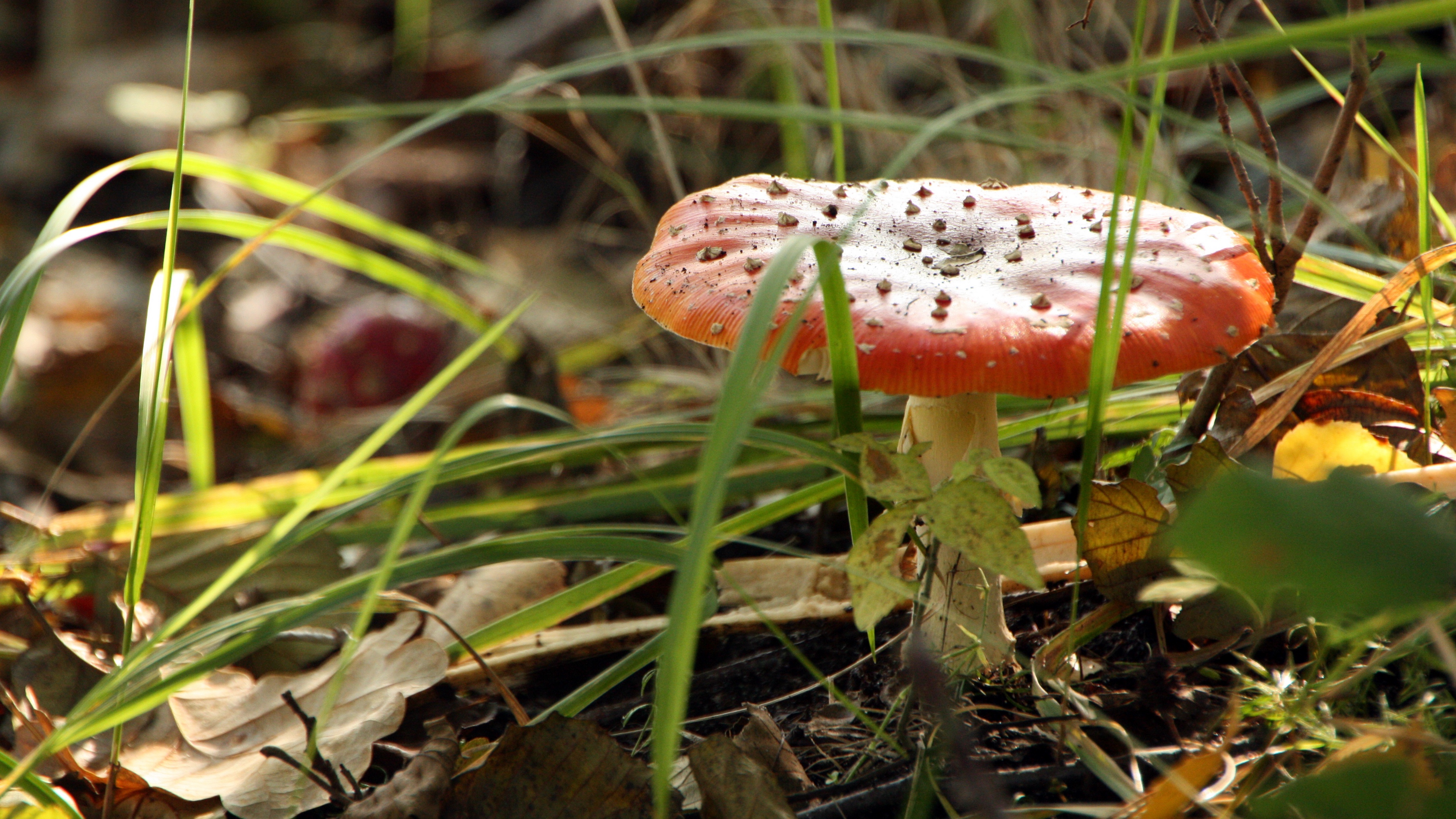 mushroom fly agaric poisonous grass 4k 1541116286