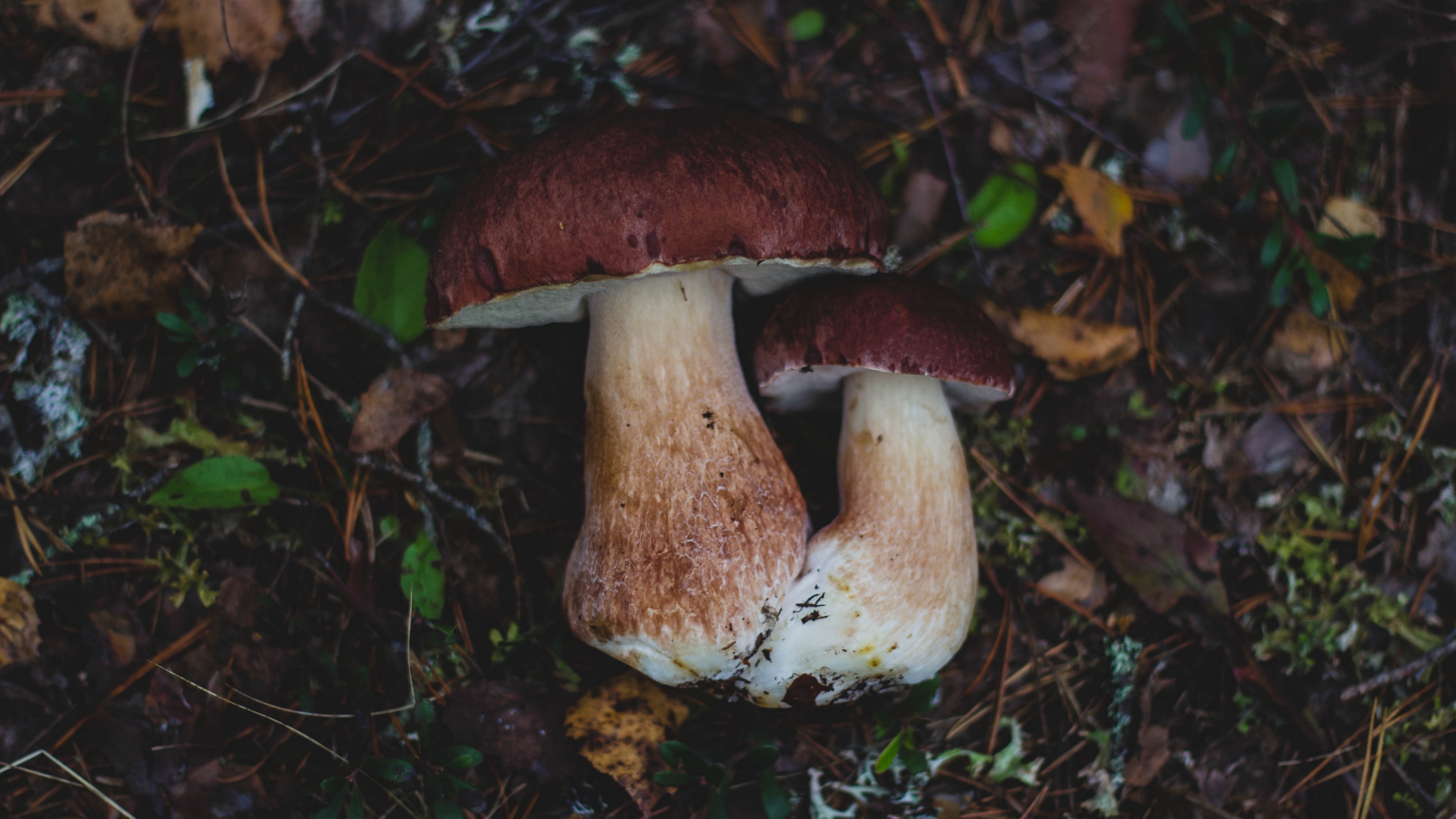 mushrooms autumn foliage 4k 1541115084