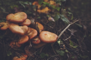 mushrooms leaves grass 4k 1541114691