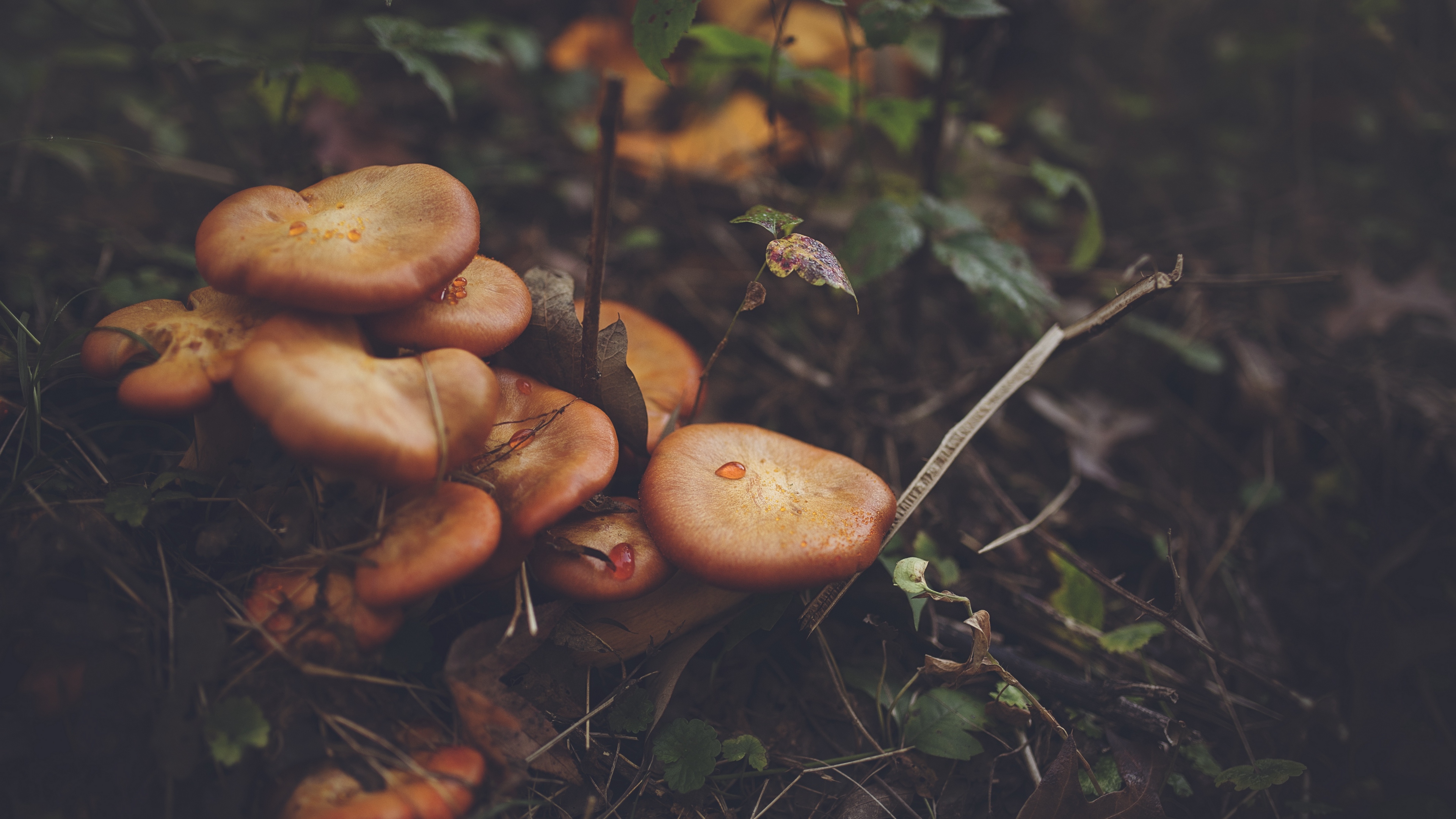 mushrooms leaves grass 4k 1541114691