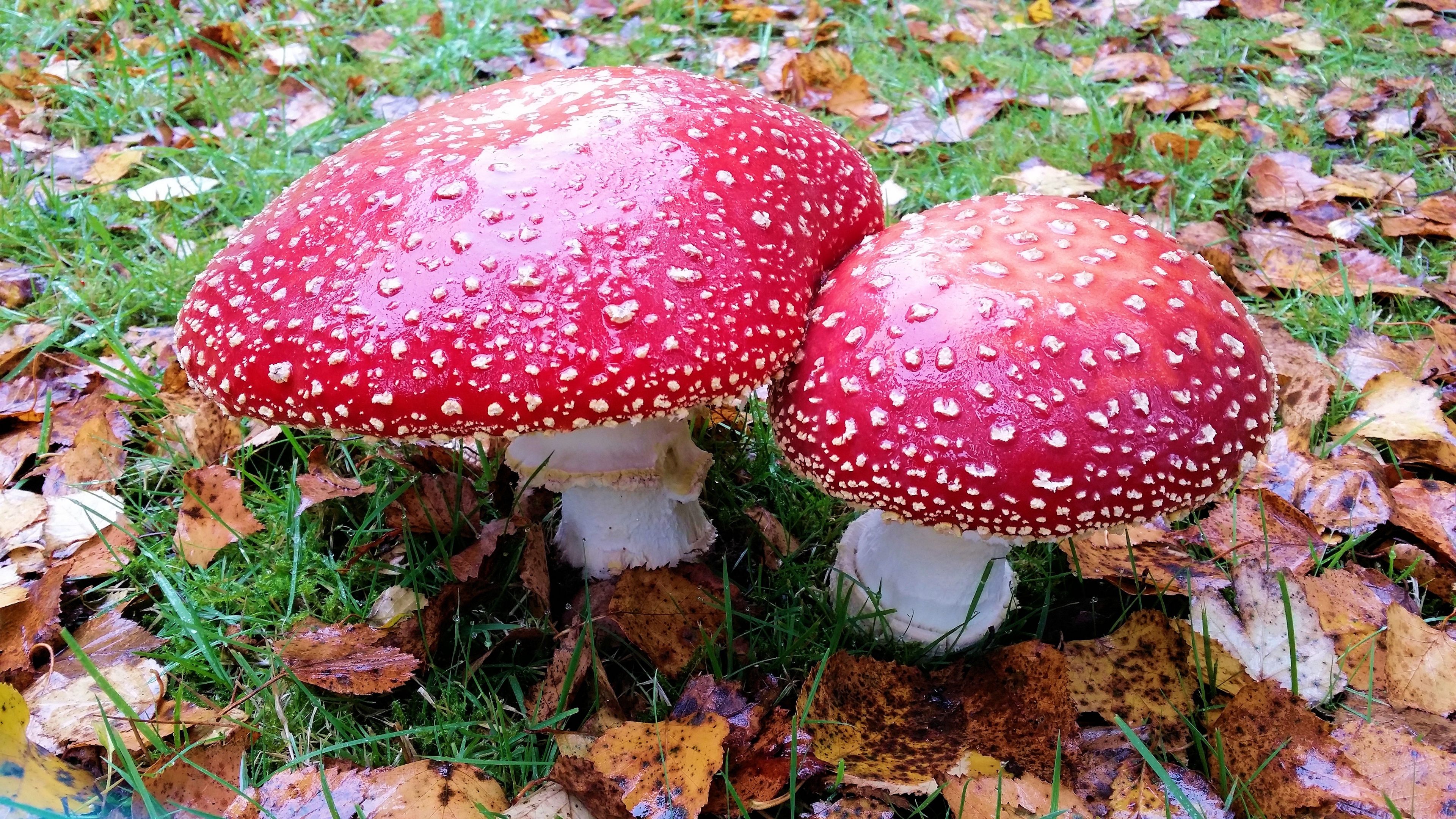 mushrooms toadstools poisonous 4k 1541114379