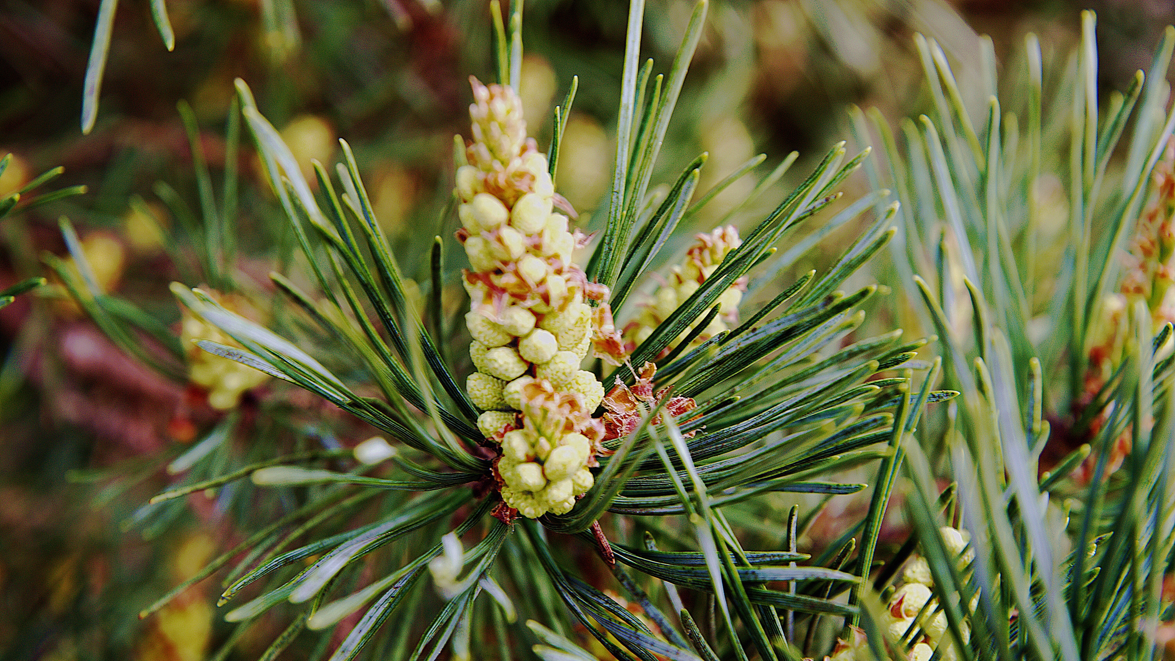 needles branches pins cones 4k 1541114827