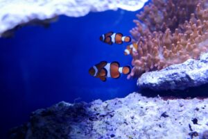 nemo fish in real underwater 4k 1542238761