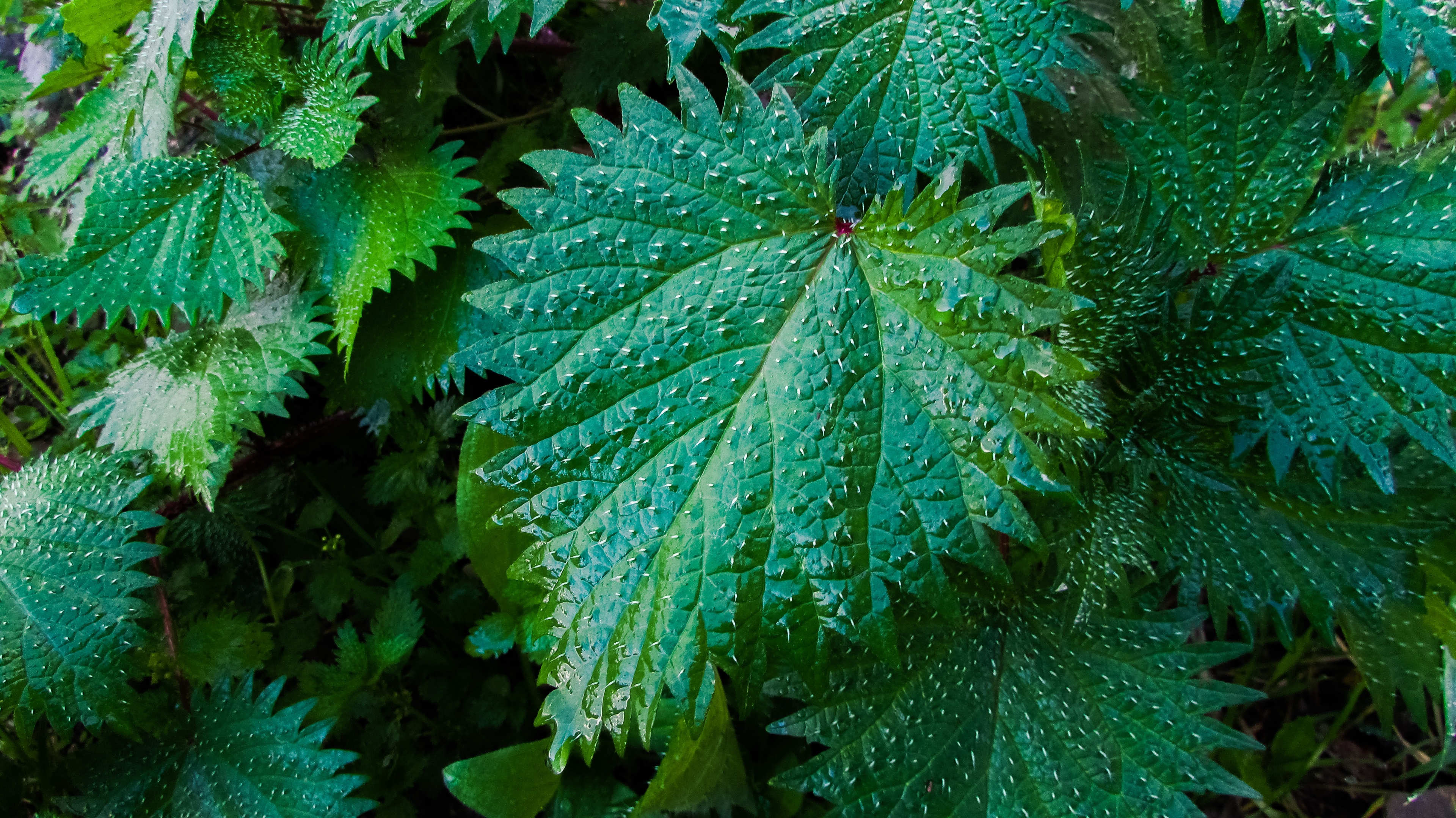 nettle leaves drops close up 4k 1541116381