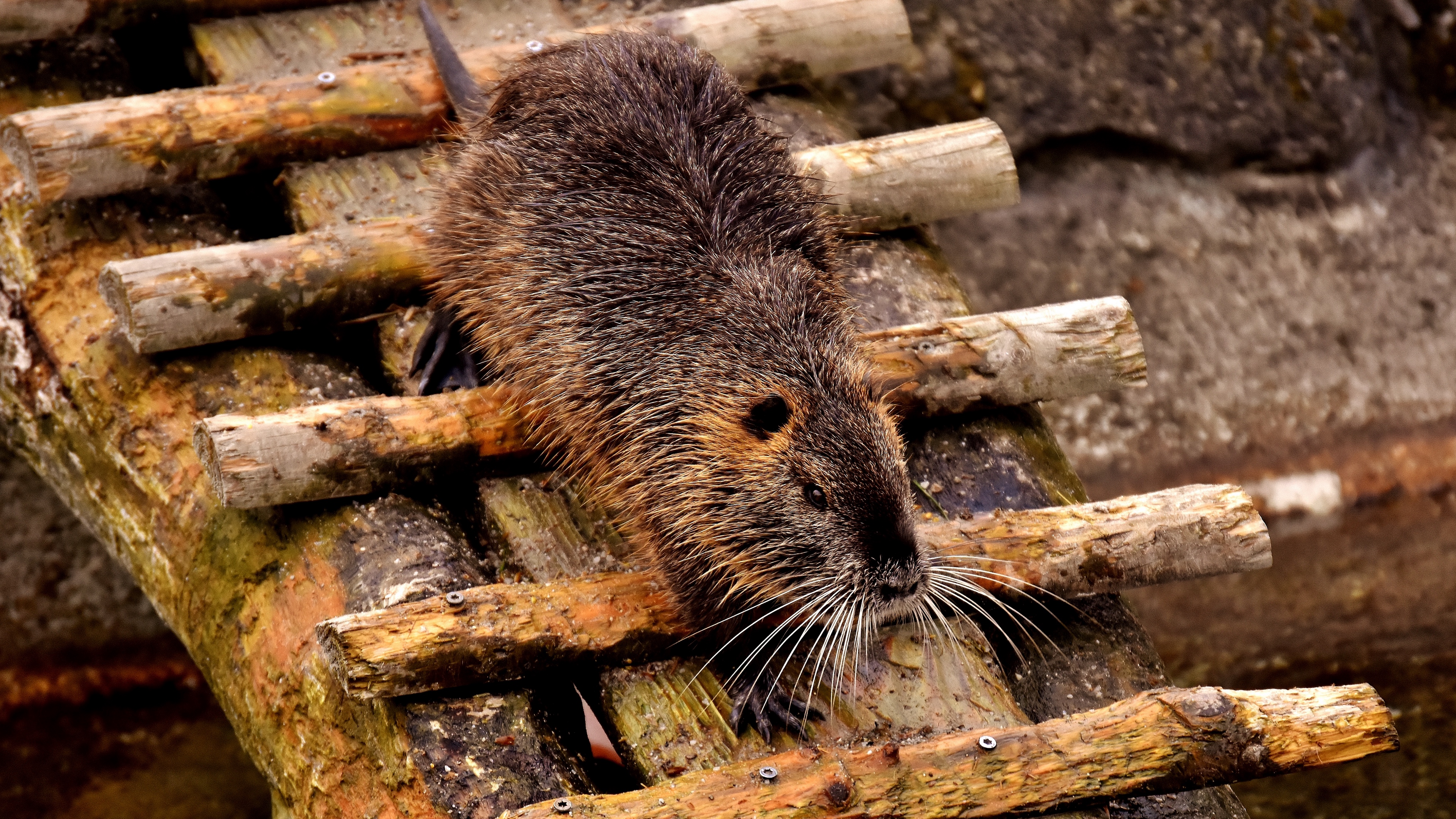 nutria dam coypu rodent 4k 1542242614